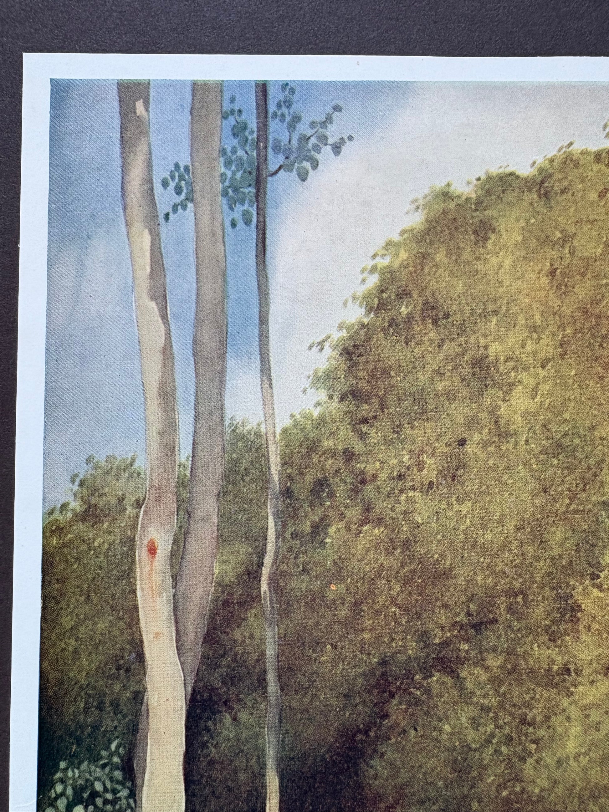 1931 Authentic antique Ida Rentoul Outhwaite print "Fairyland", 1st Edition UK, koalas, elves