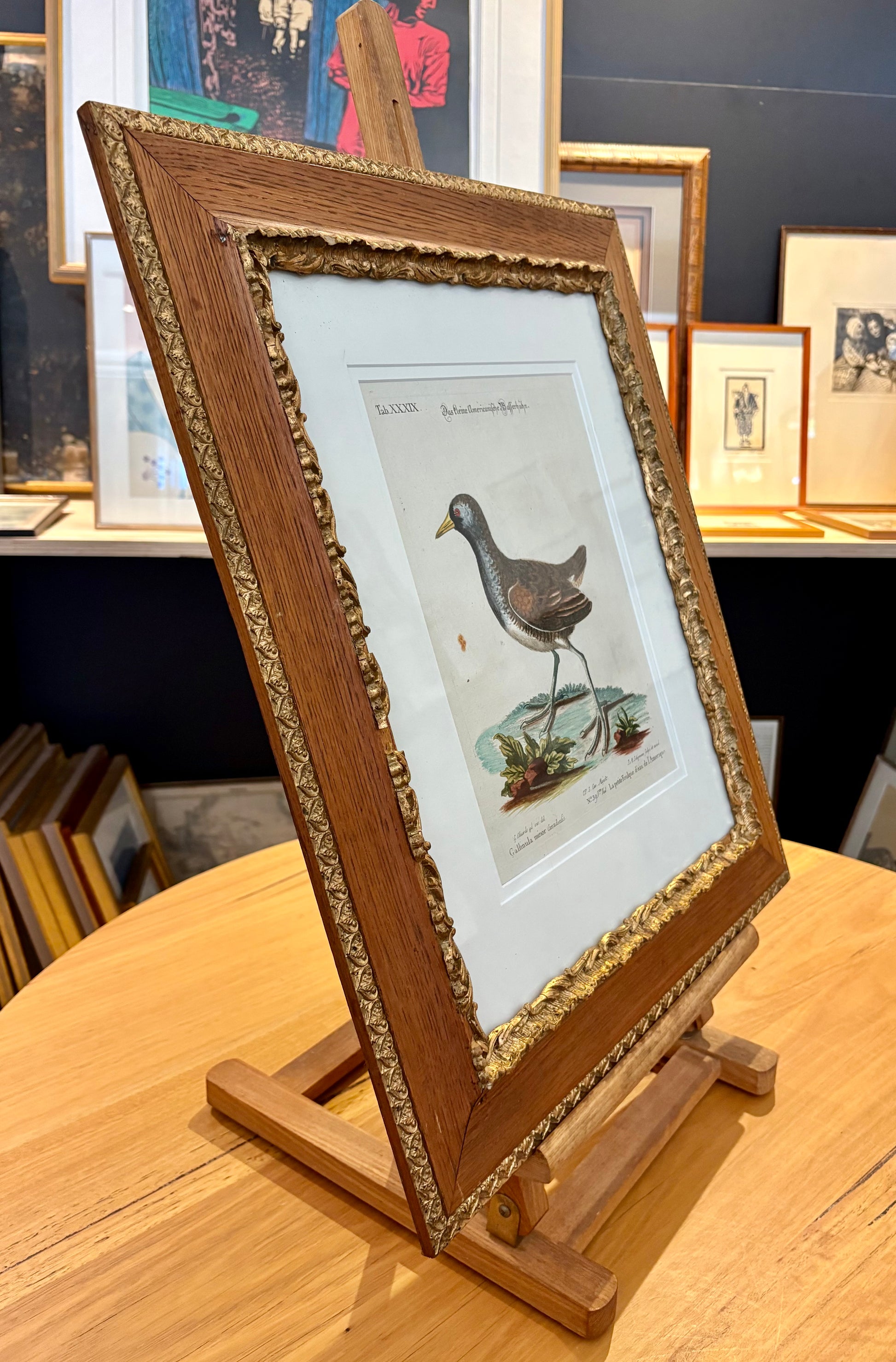 1760s Genuine antique, Bird, engraving, hand coloured, carved frame, original vintage art