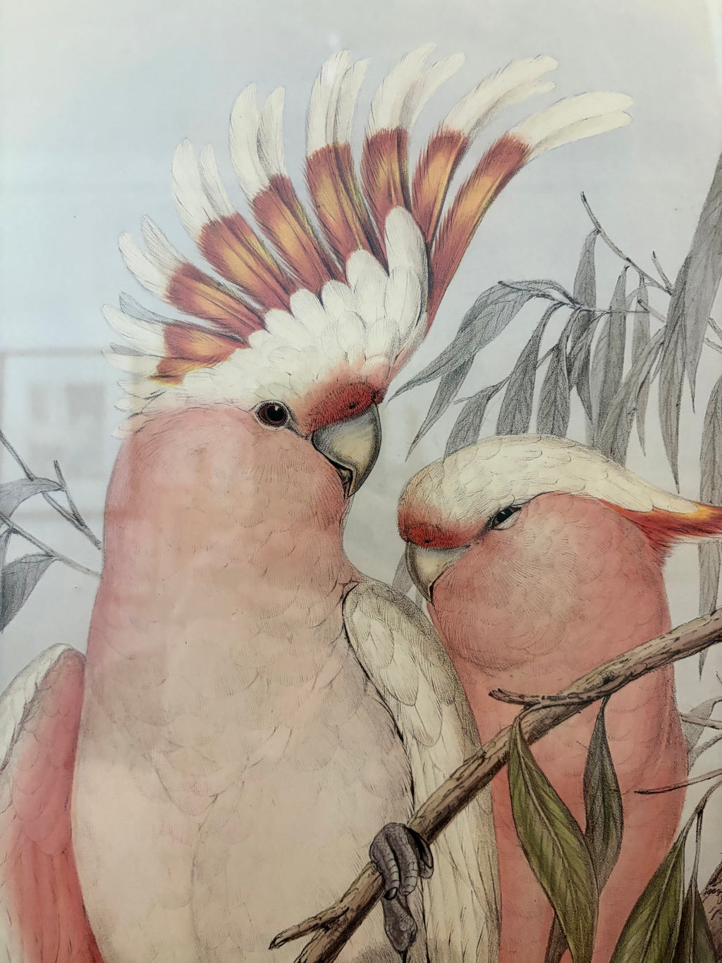 1989 Authentic limited Edition Gould print, Pink Cockatoo, vintage art