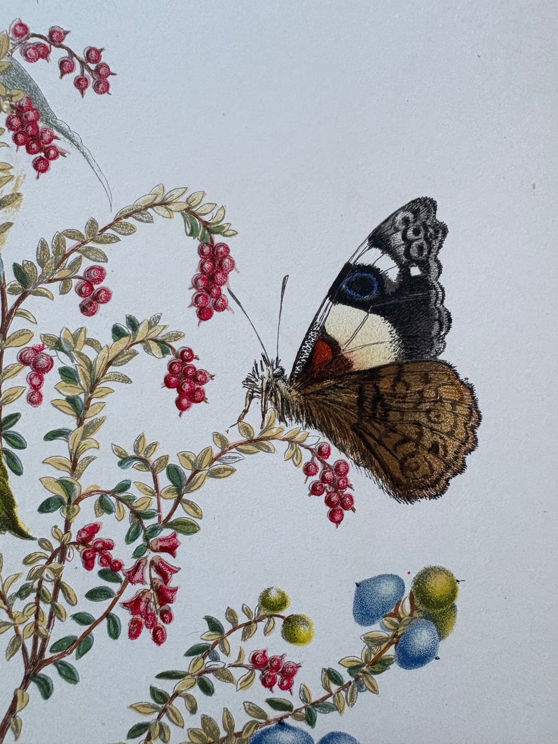 1891 Antique chromolithograph, Louisa A Meredith, Australian, botanical art