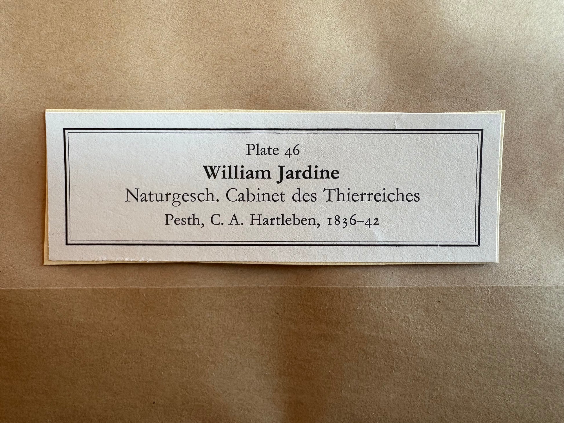 1830s original copperplate engraving, Bennetts Wallaby, kangaroo, framed antique art