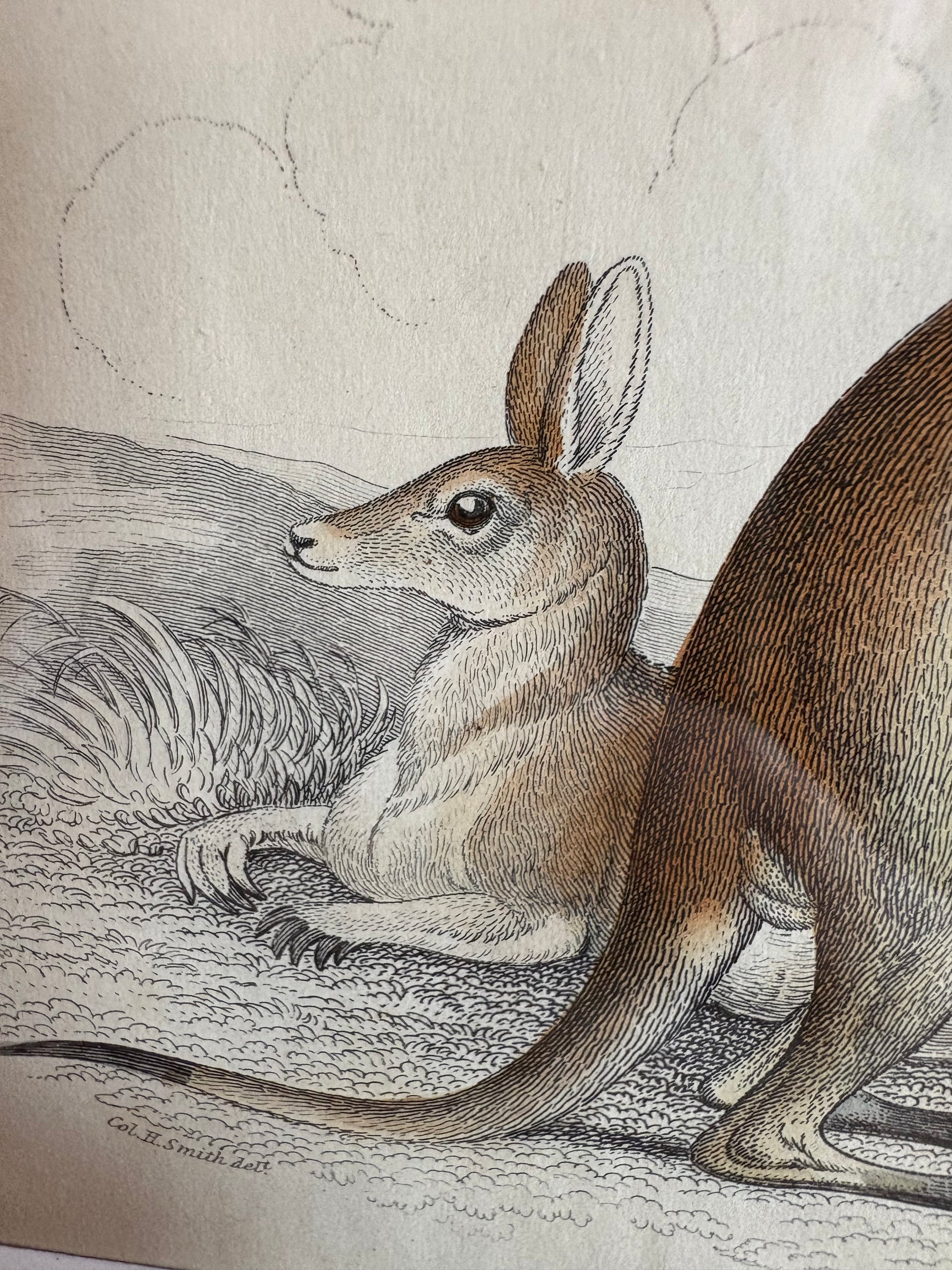 1830s original copperplate engraving, Bennetts Wallaby, kangaroo, framed antique art