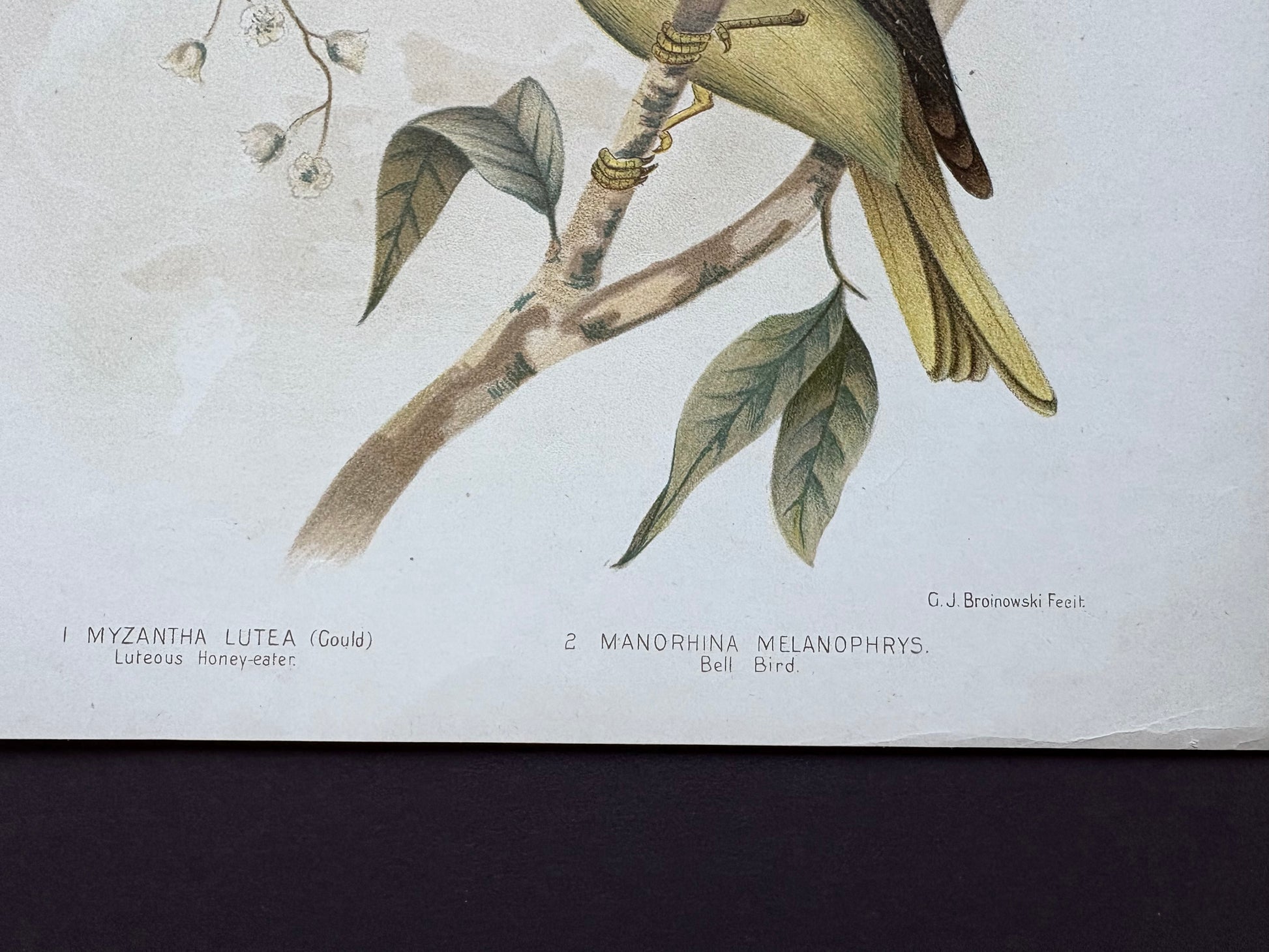 1891 Antique lithographic print, Gracius Broinowski, Honeyeater, Australian birds, unframed art
