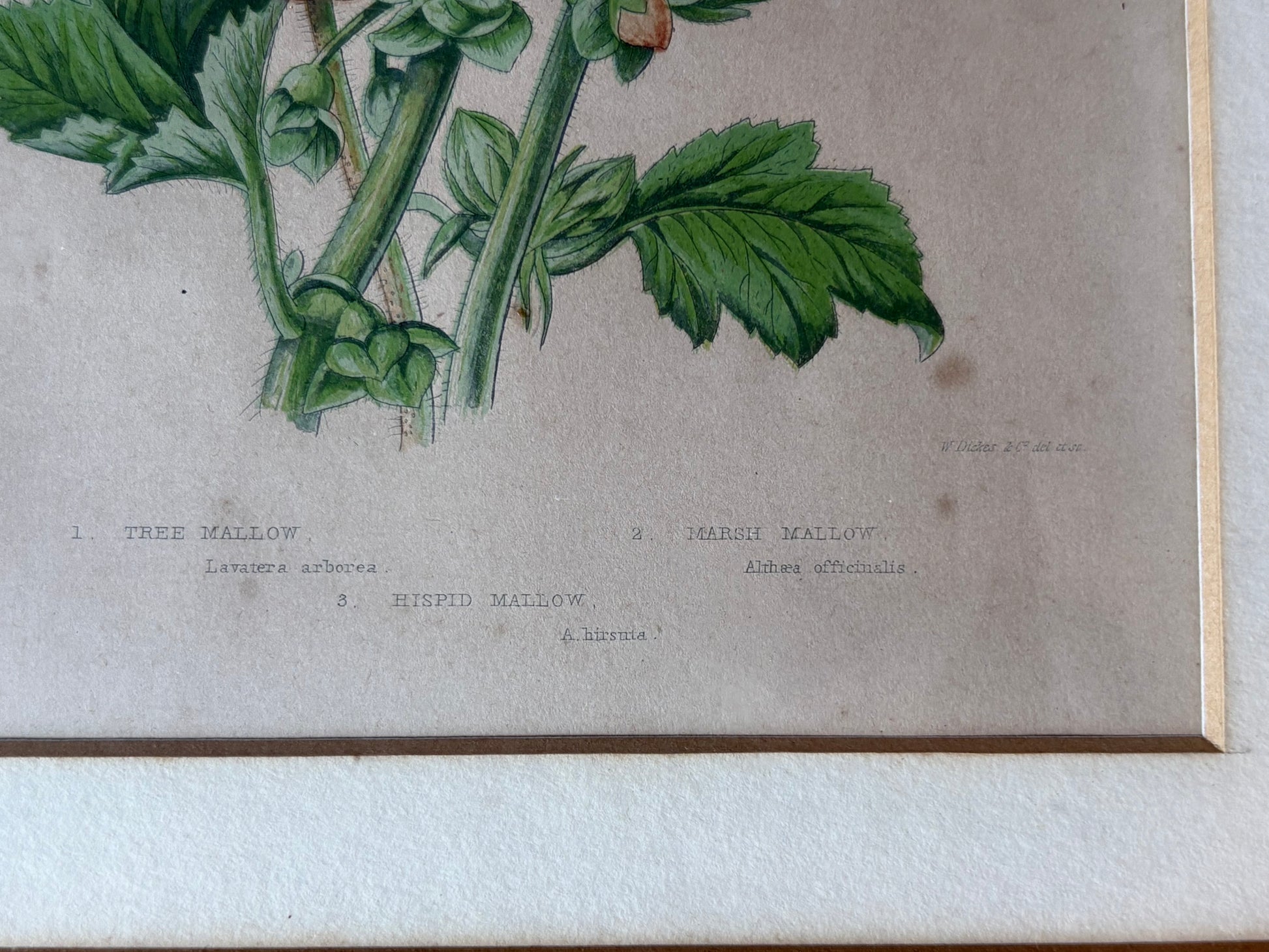 Antique wood engraving, hand coloured, pink flowers, framed botanical art