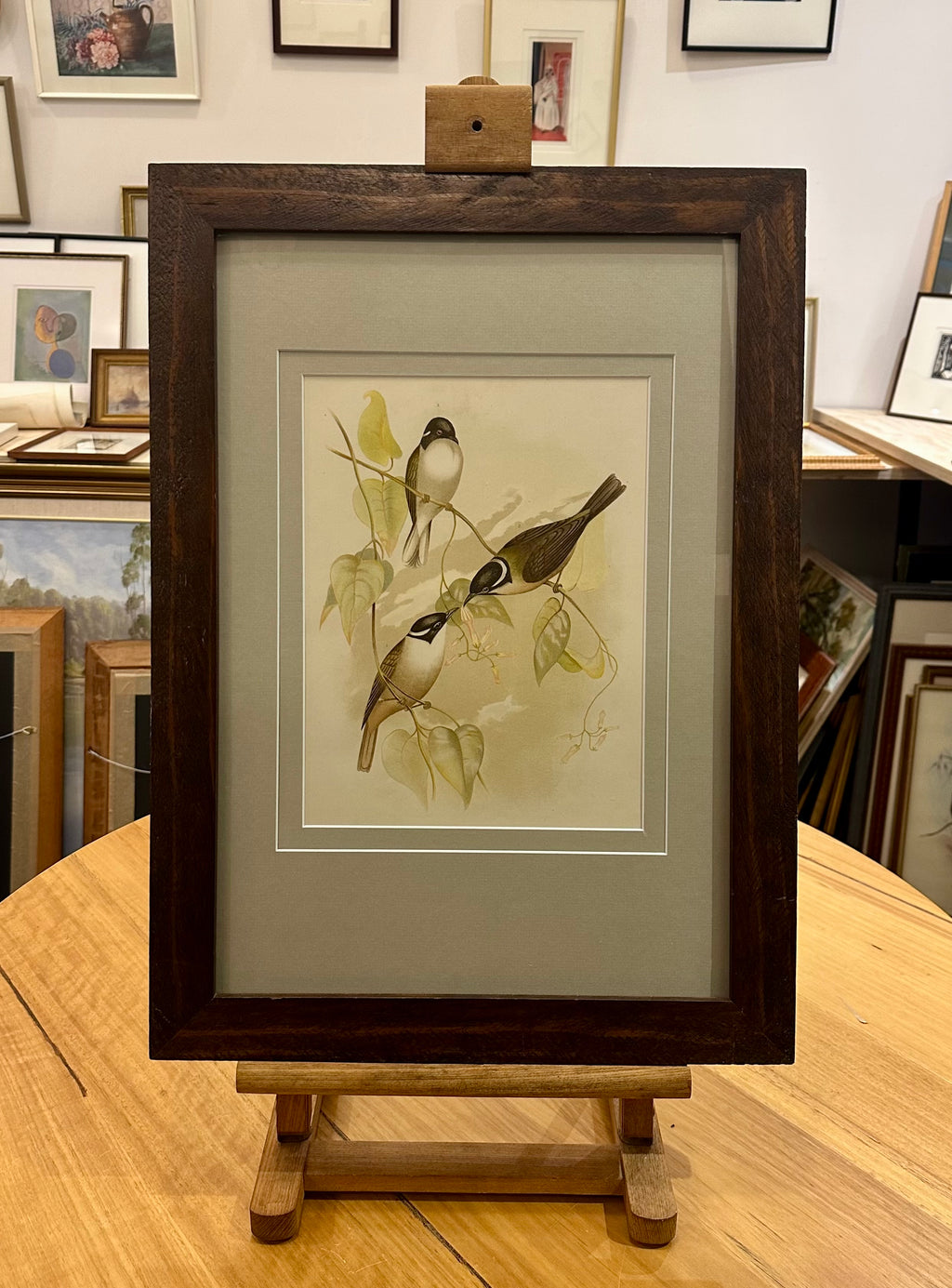 1891 Antique lithographic print, Gracius Broinowski,, Australian birds, framed art