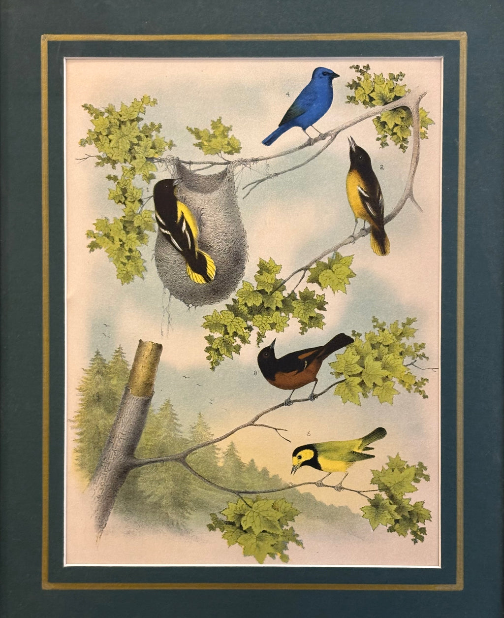 1870s Genuine antique, Birds, chromolithograph, gilt frame, original vintage art