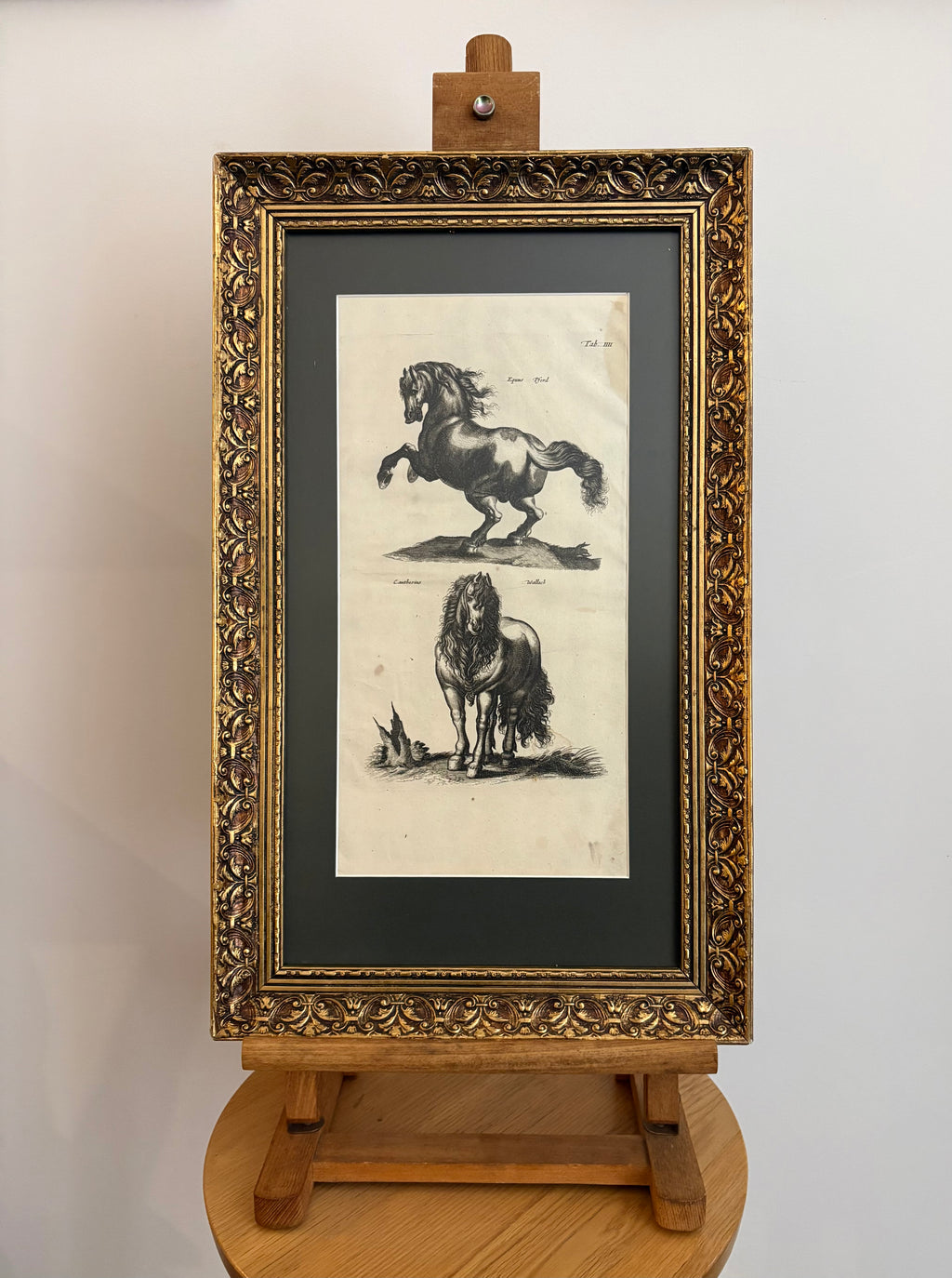 1657 Authentic antique engraving, horses, gilt framed artwork