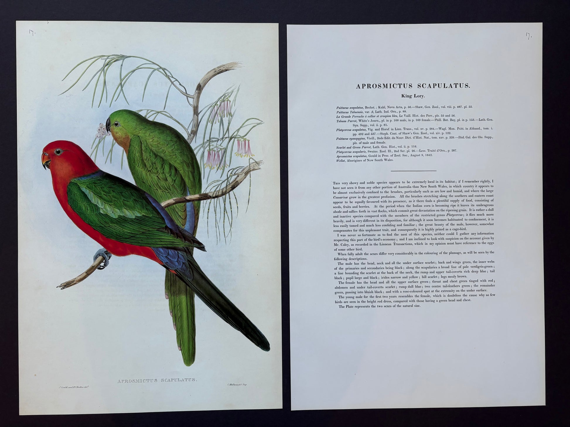 1989 Authentic limited Edition Gould print, Parrots, vintage art