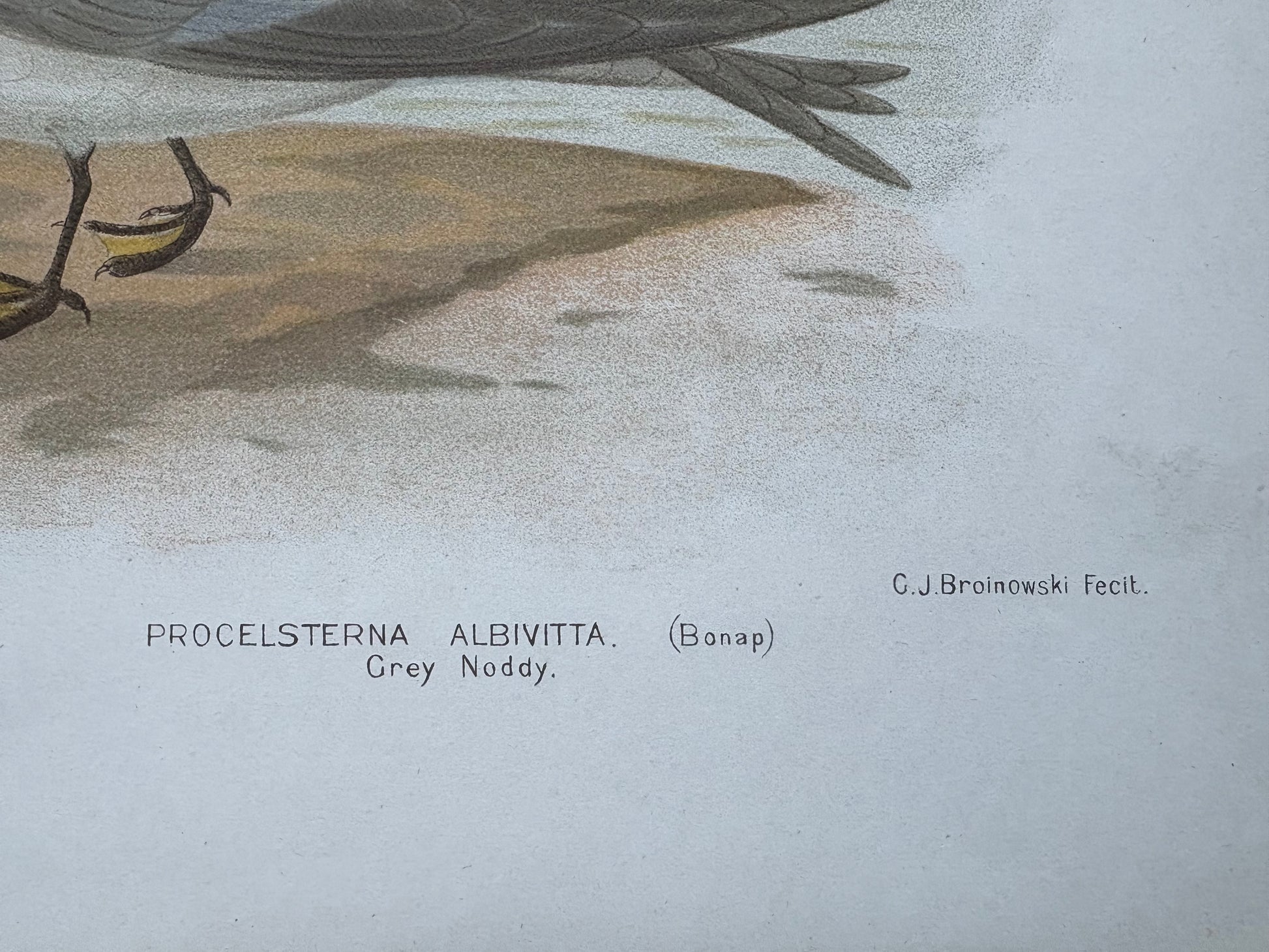 1891 Antique lithographic print, Gracius Broinowski, Seagull, Australian birds, unframed art