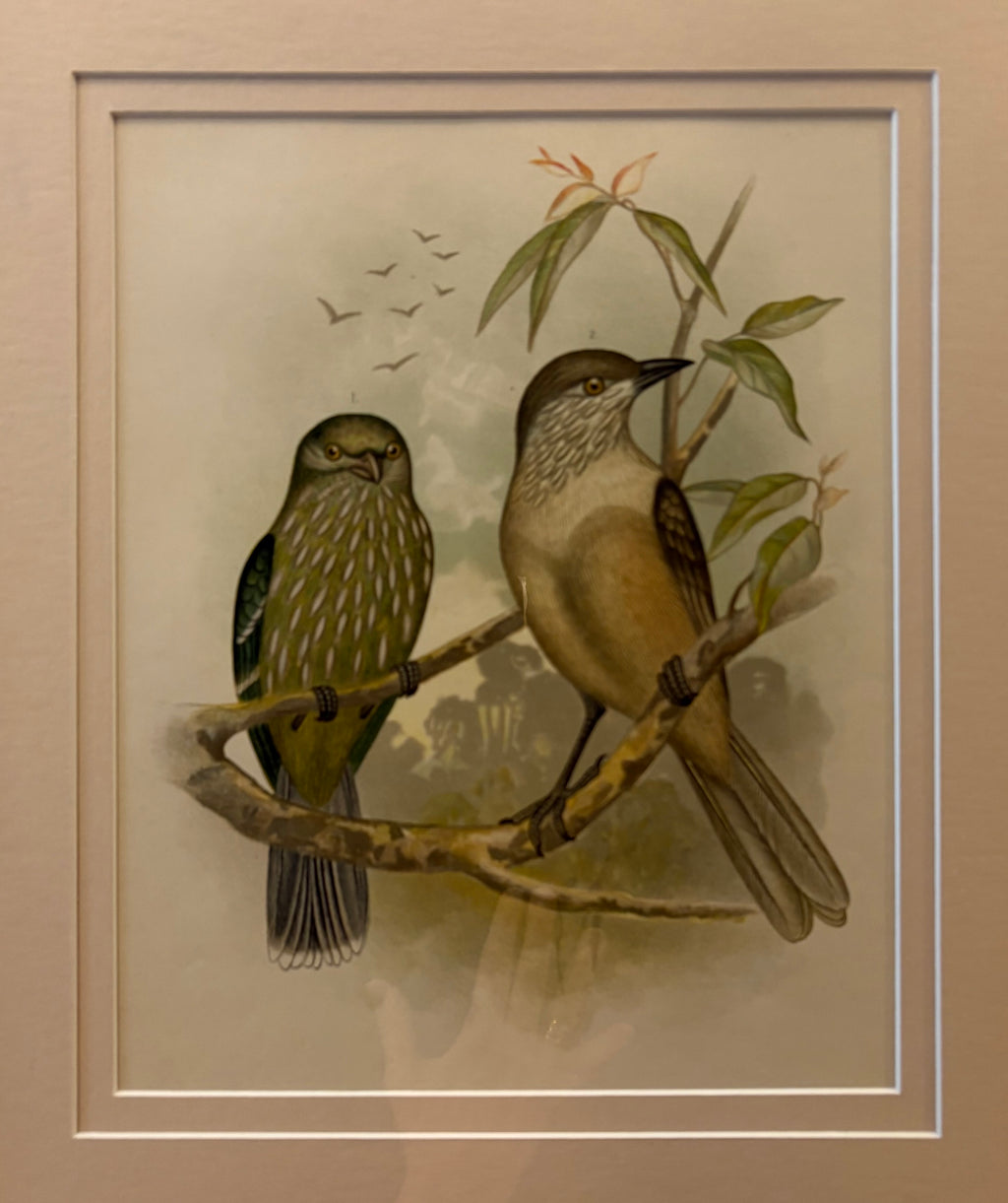 1891 Antique lithographic print, Gracius Broinowski, Bowerbird, Australian birds, framed art