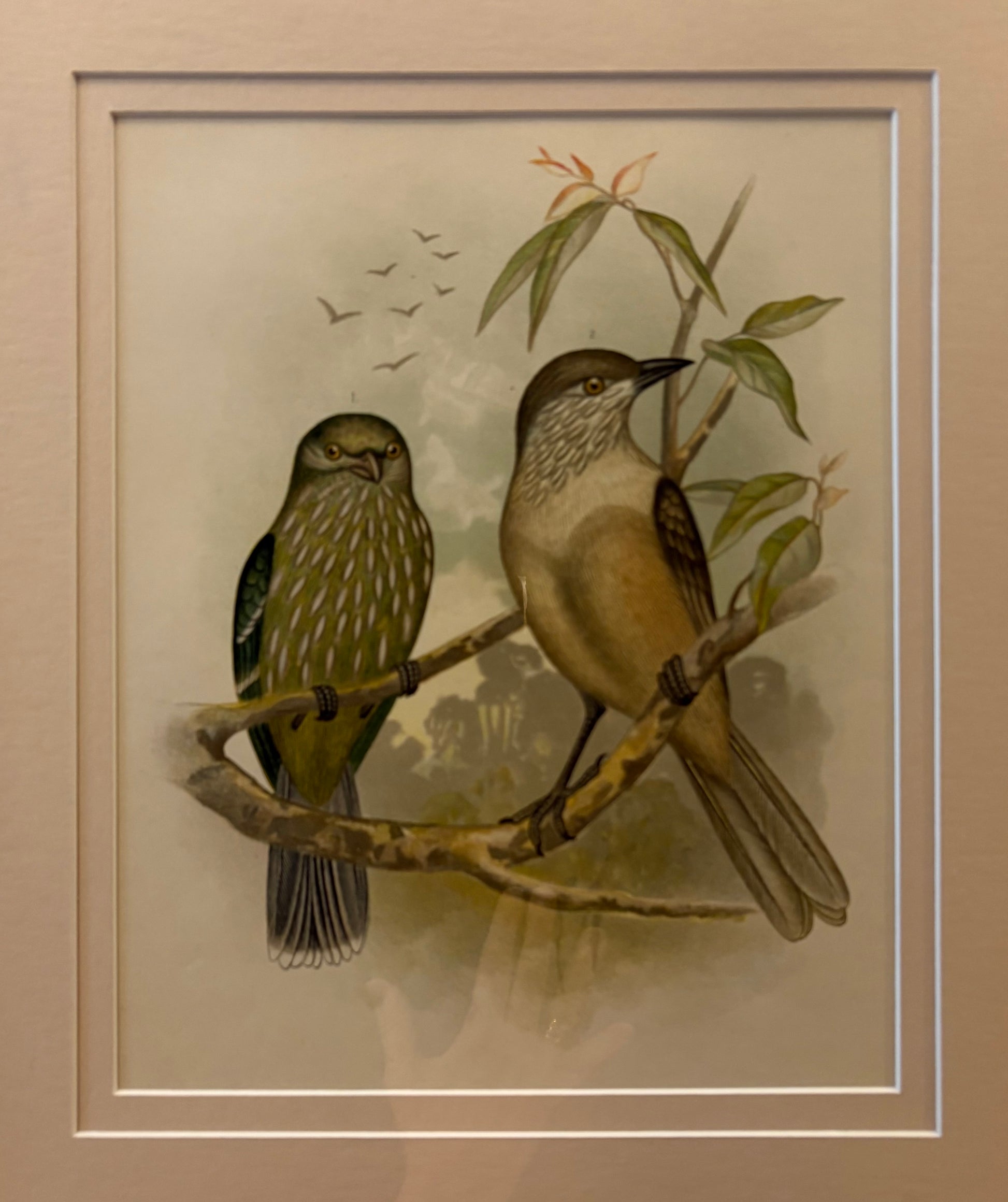 1891 Antique lithographic print, Gracius Broinowski, Bowerbird, Australian birds, framed art