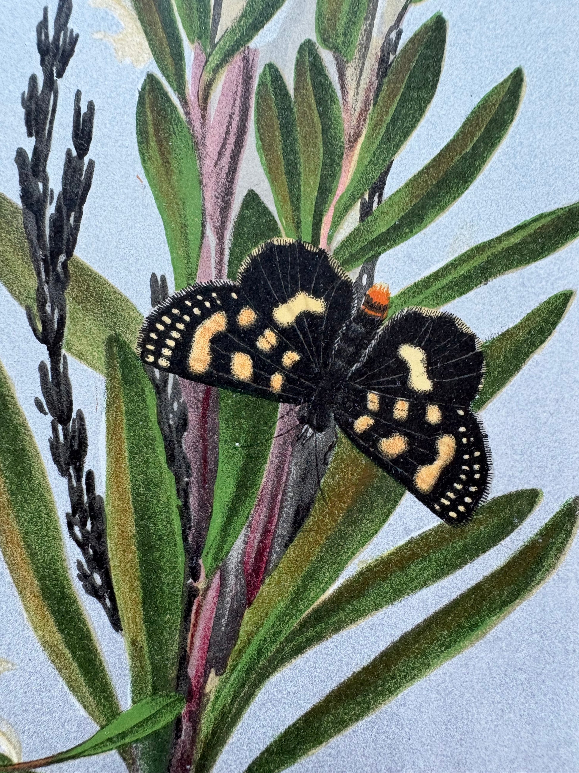 1891 Antique chromolithograph, Louisa A Meredith, Australian, botanical art, Lily