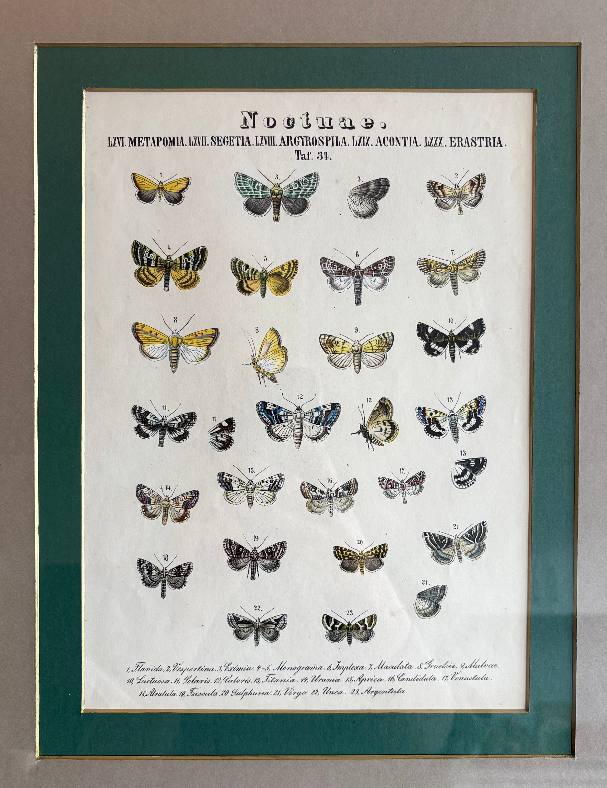 1860s Genuine antique, Moths, engraving, hand coloured, framed original vintage wall art