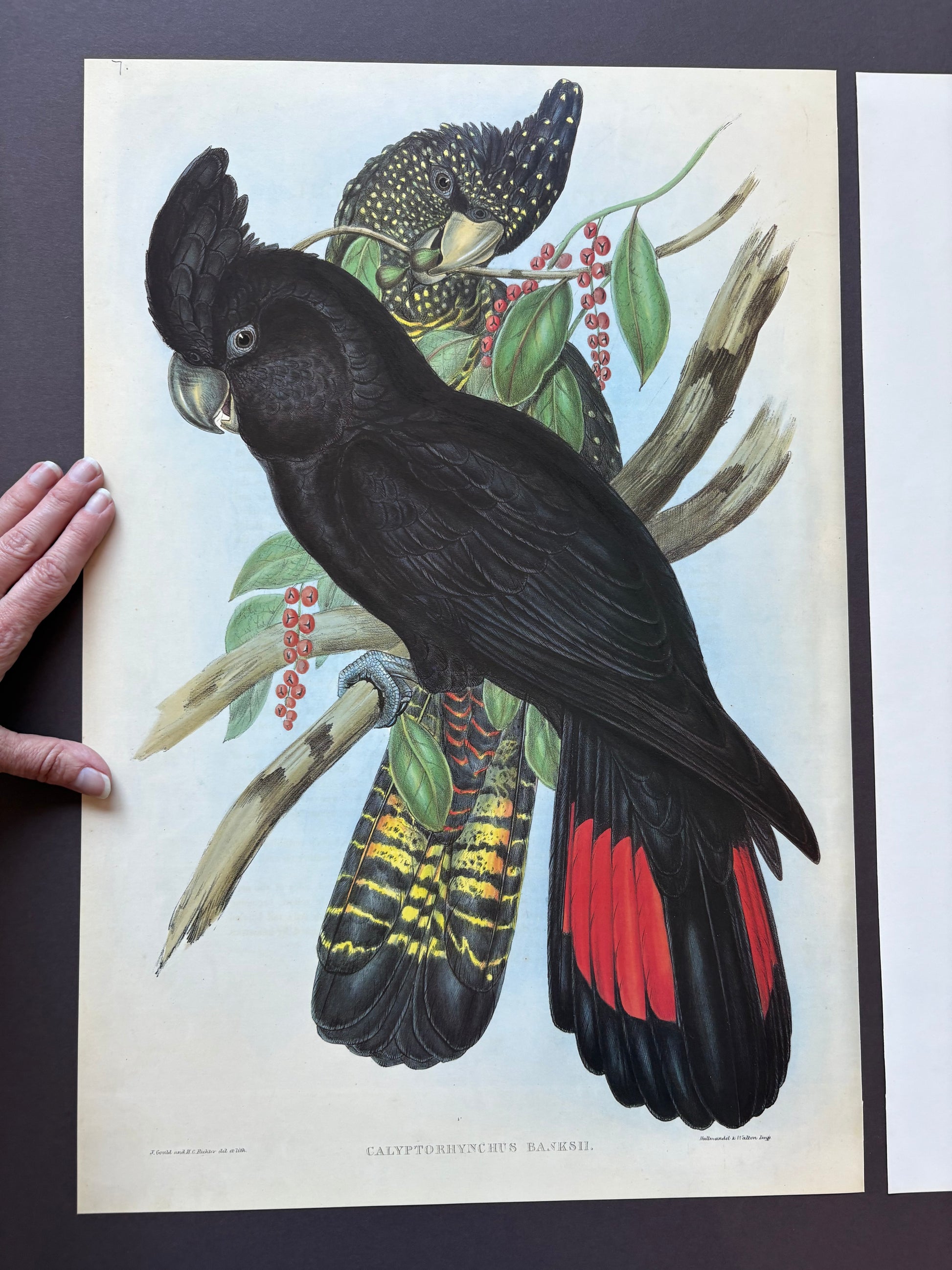 1989 Authentic limited Edition Gould print, Black Cockatoo, vintage art