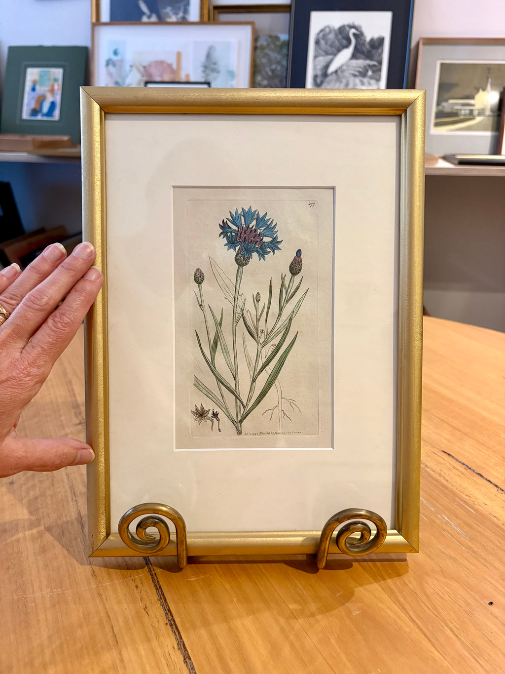 1795 antique botanical art engraving, cornflower, hand painted, framed art, flower