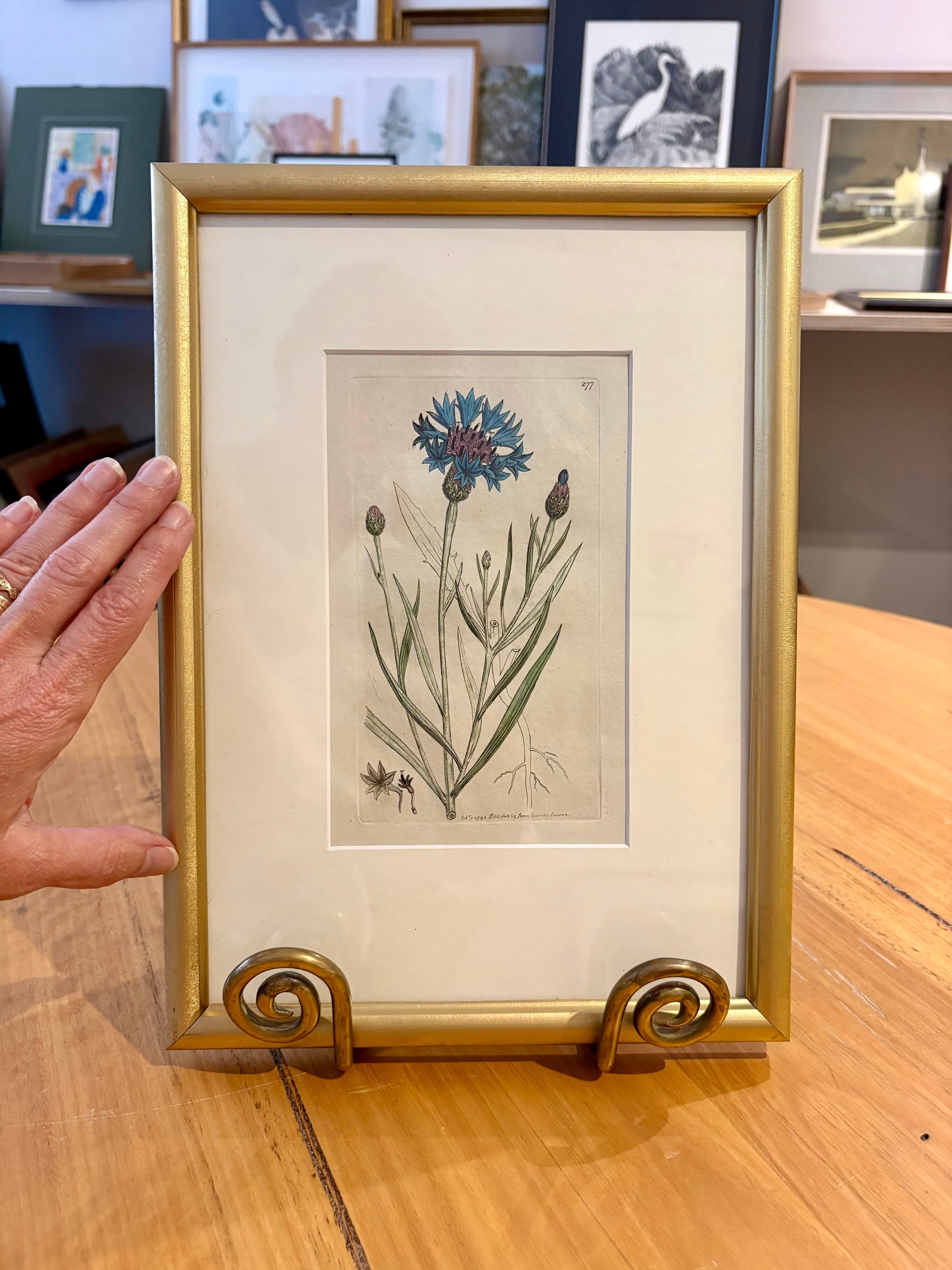 1795 antique botanical art engraving, cornflower, hand painted, framed art, flower