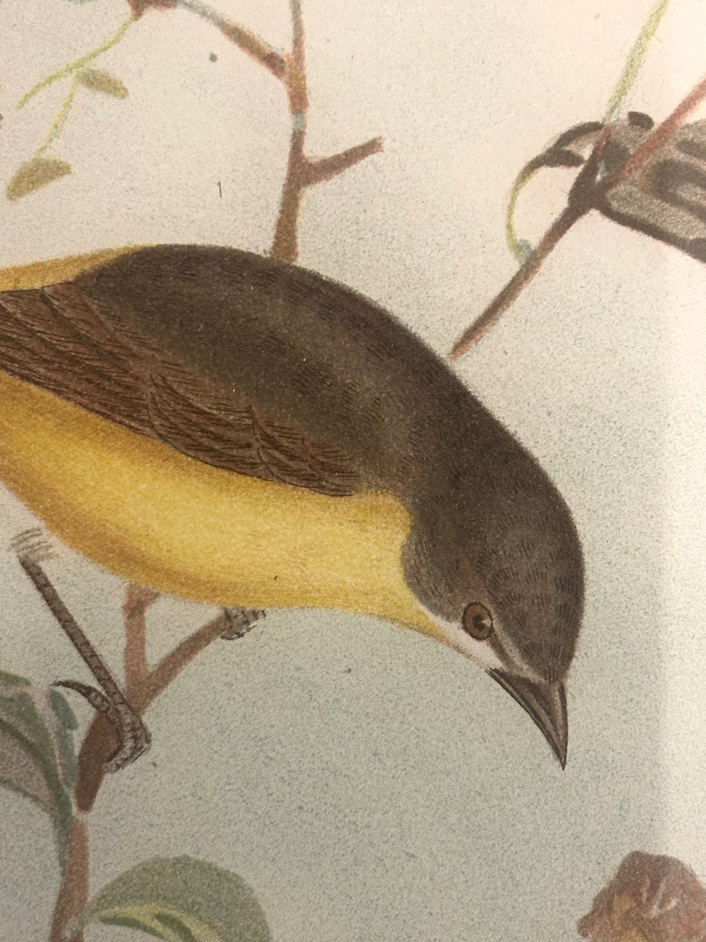 1891 Antique lithographic print, Gracius Broinowski,, Australian birds, framed art