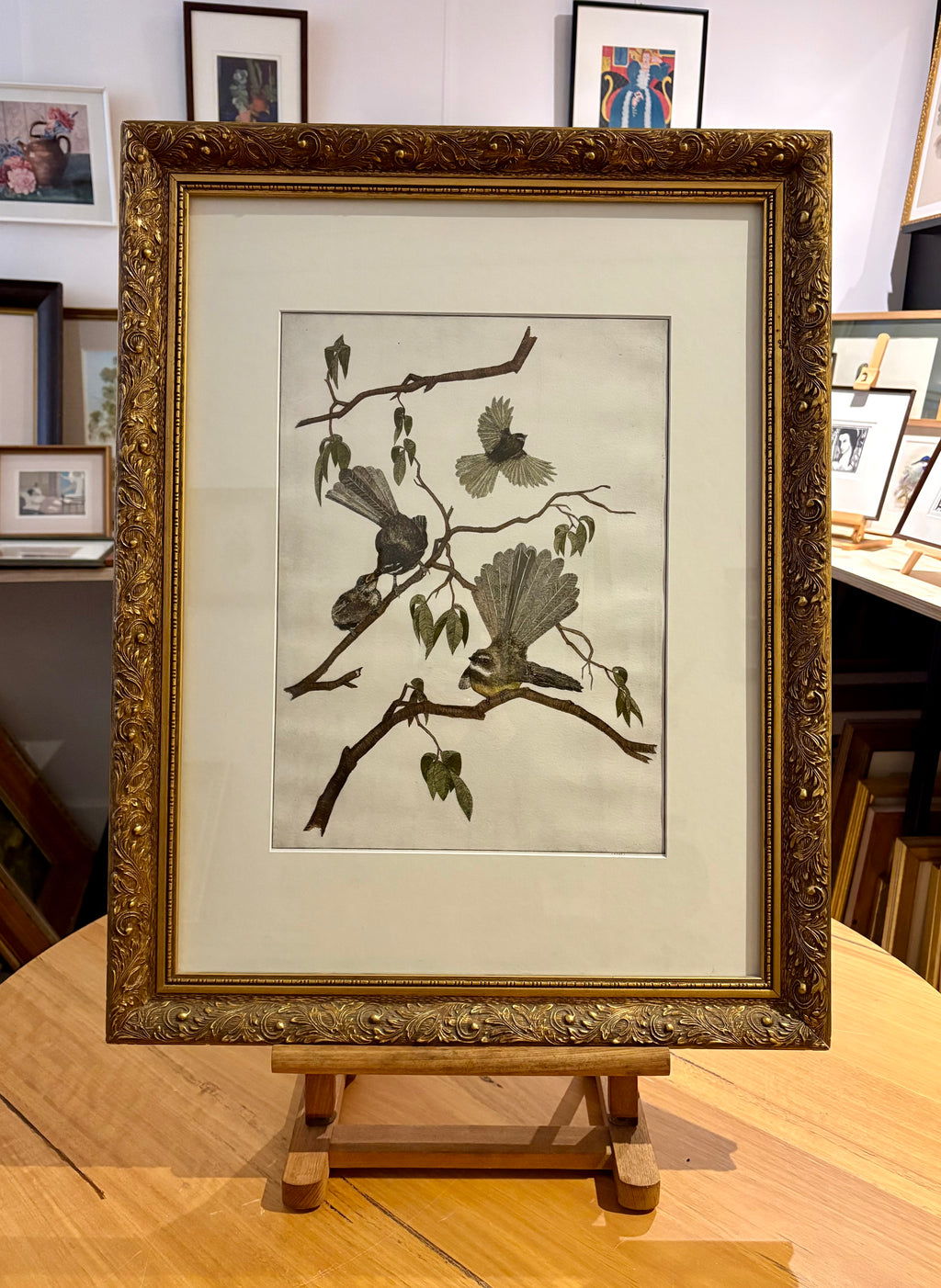 Original hand-coloured etching, Angus Fisher, Fantails, gilt framed art