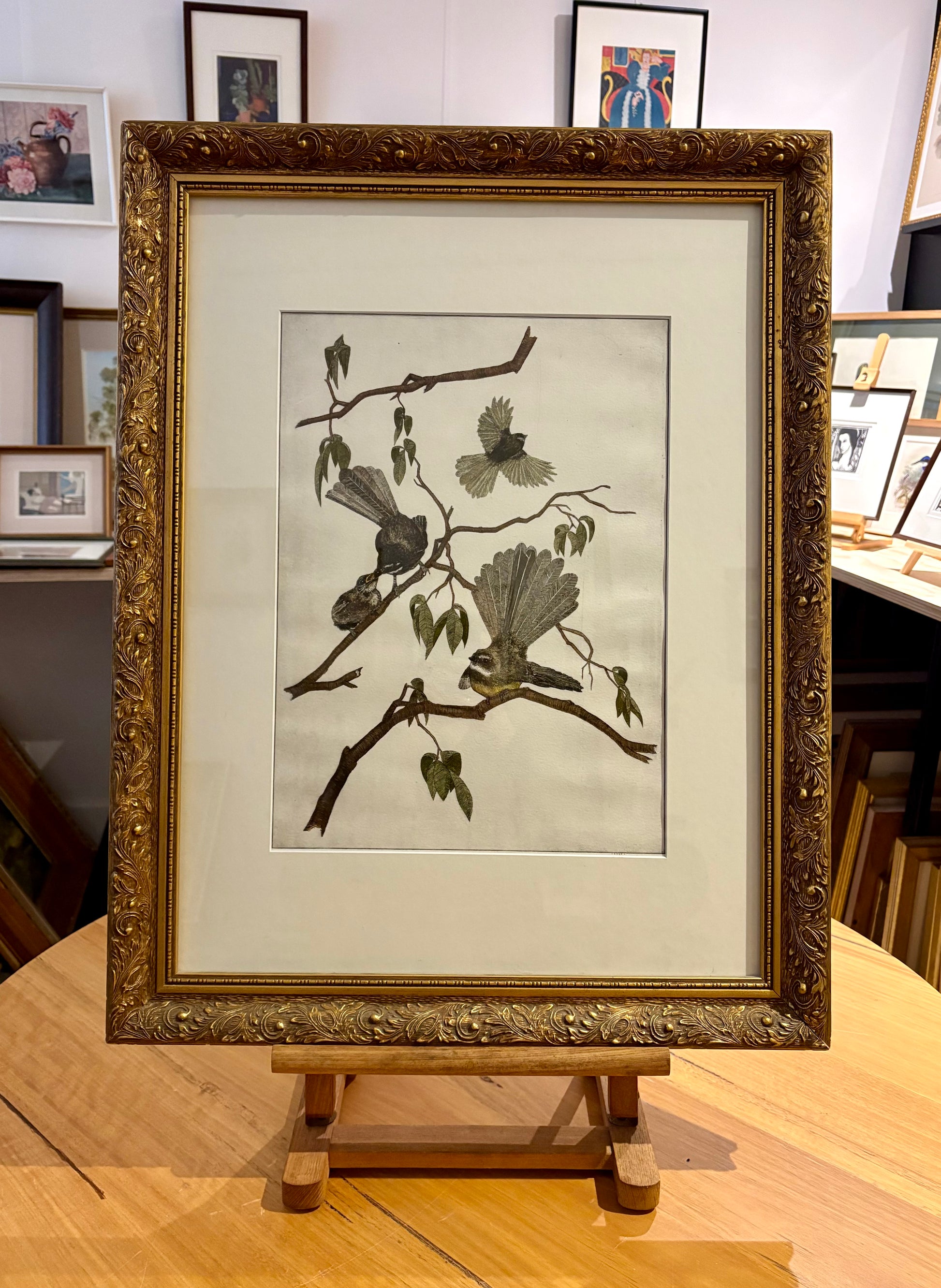 Original hand-coloured etching, Angus Fisher, Fantails, gilt framed art