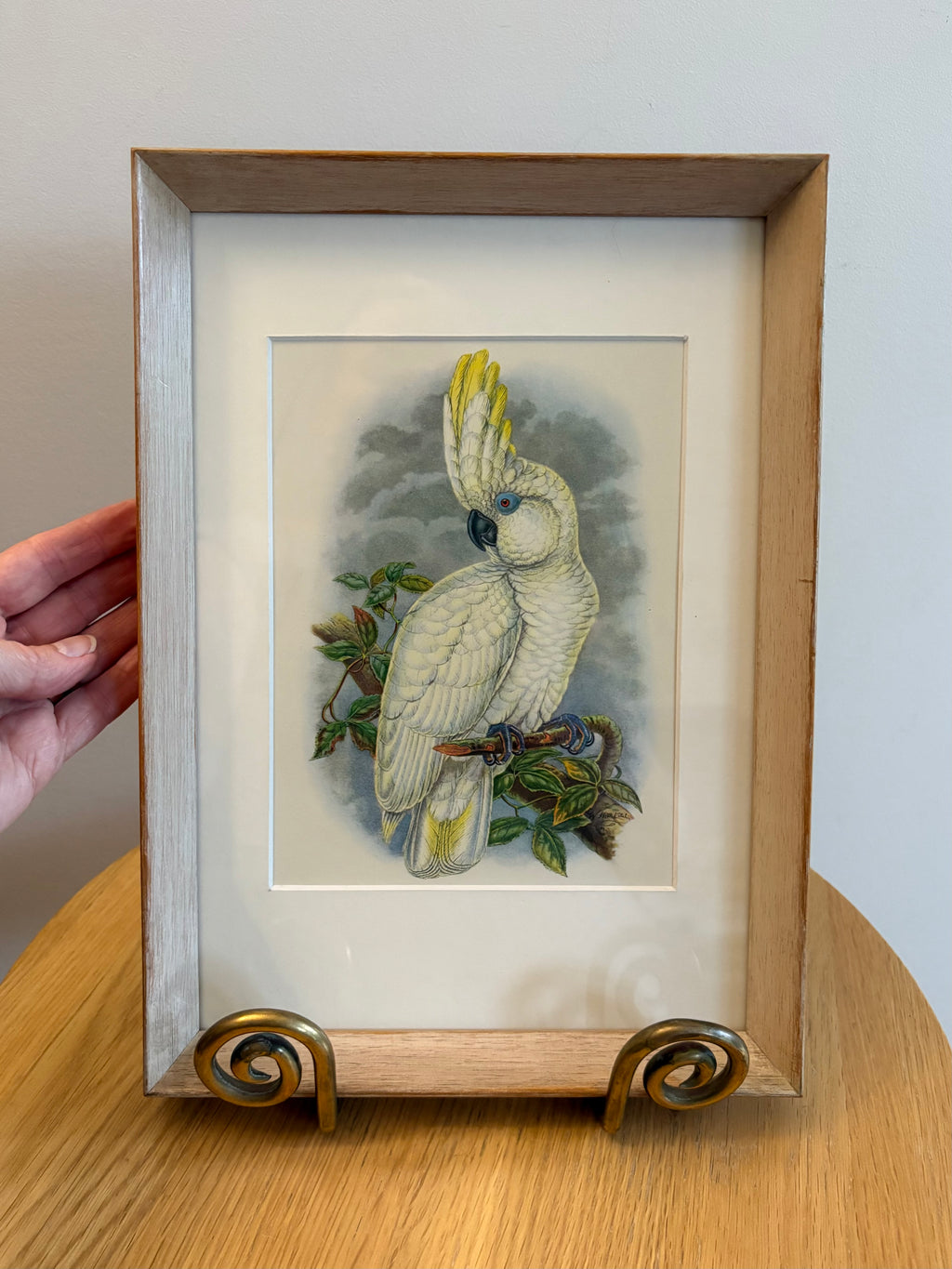 Miniature Gould "Birds of Australia" 1948 print of Cockatoo, vintage framed art