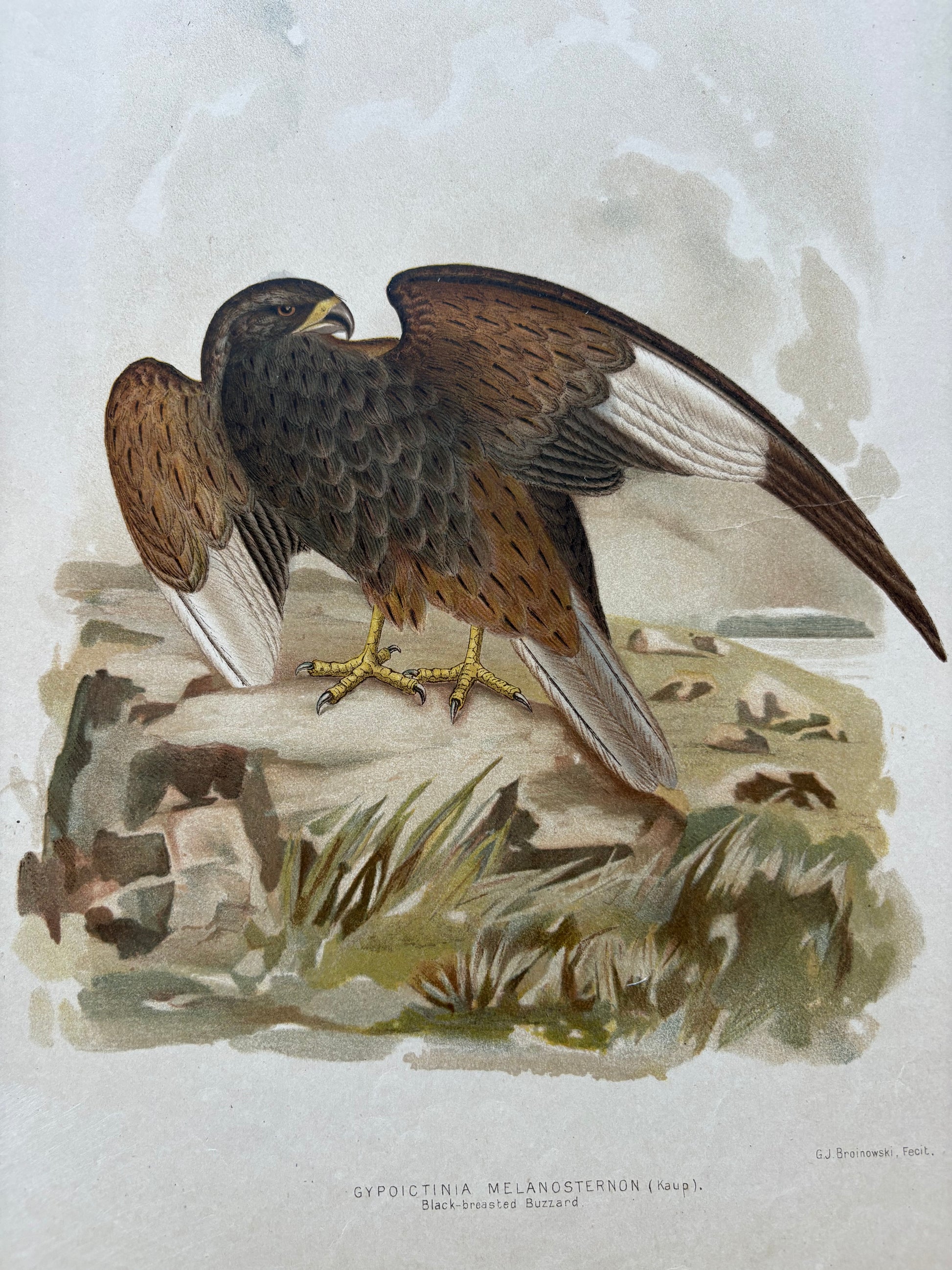 1891 Antique lithographic print, Gracius Broinowski, Bird of Prey, Australian birds, unframed art