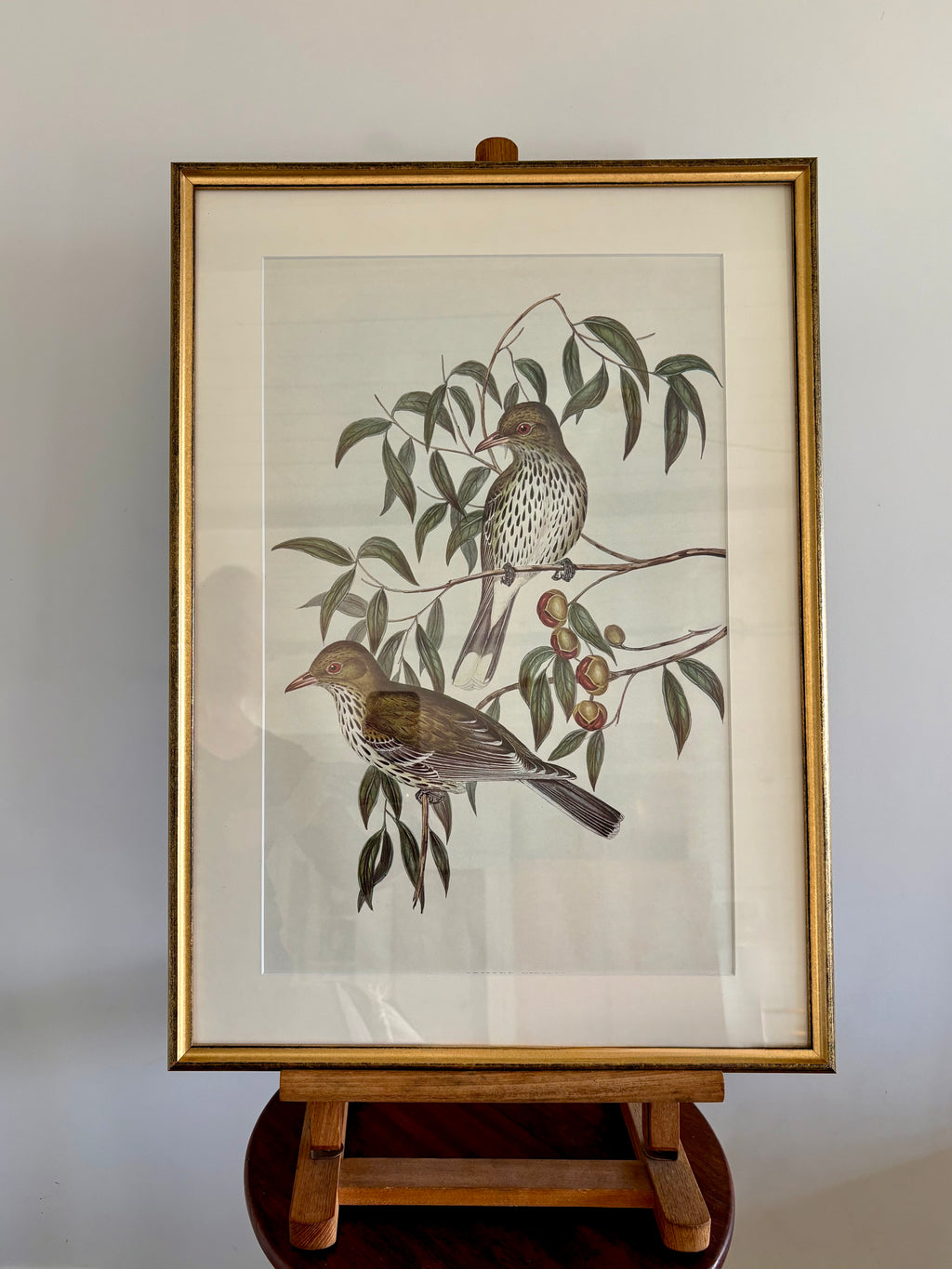 Gould "Birds of Australia" 1970s print, vintage framed art