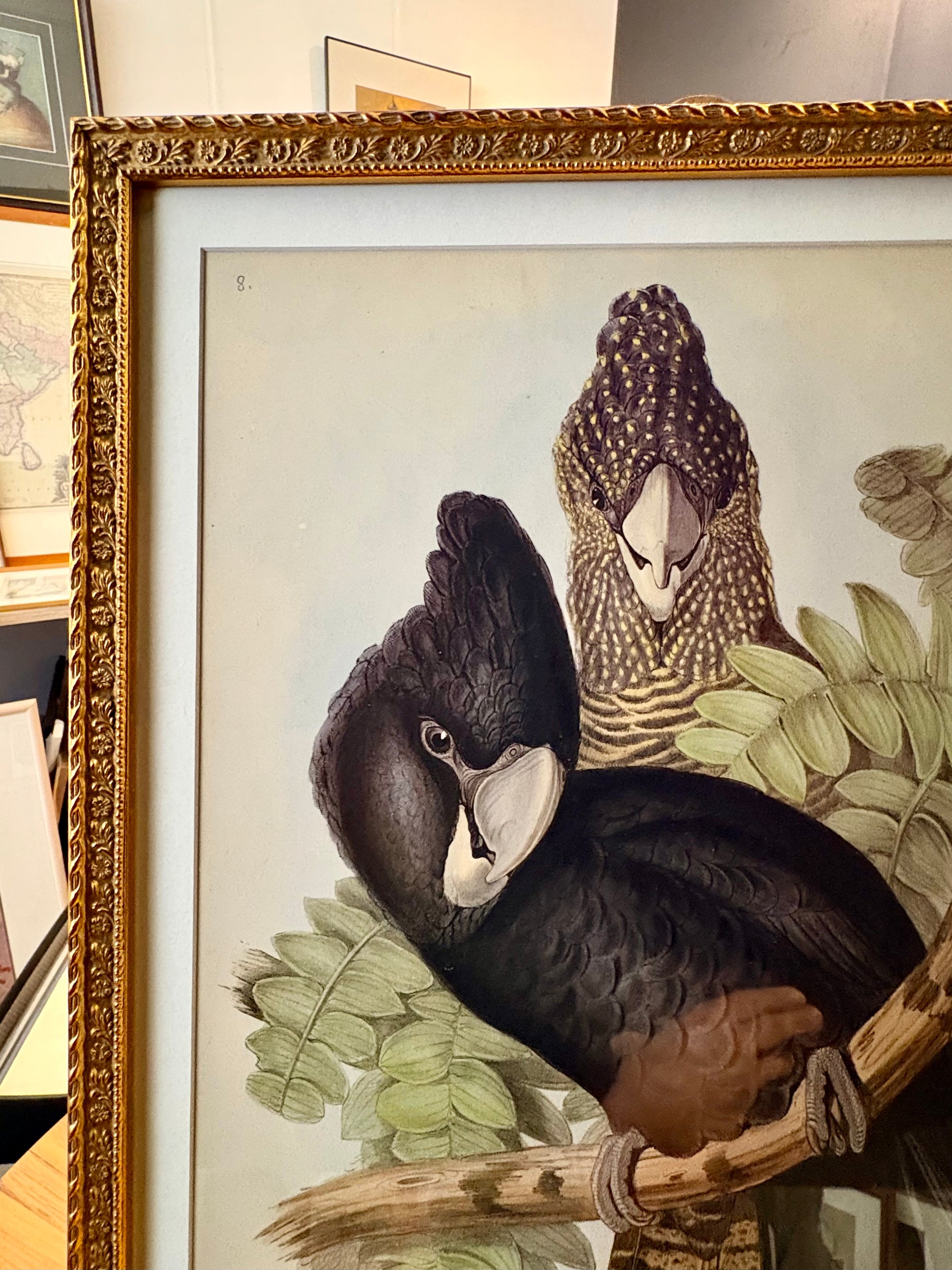 1989 Authentic limited Edition Gould print, Black Cockatoo, vintage art