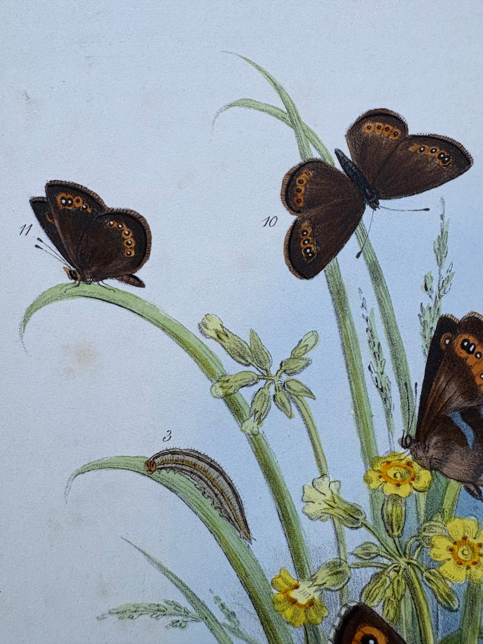 1840s Genuine antique butterfly lithograph with hand colouring, flowers, vintage art
