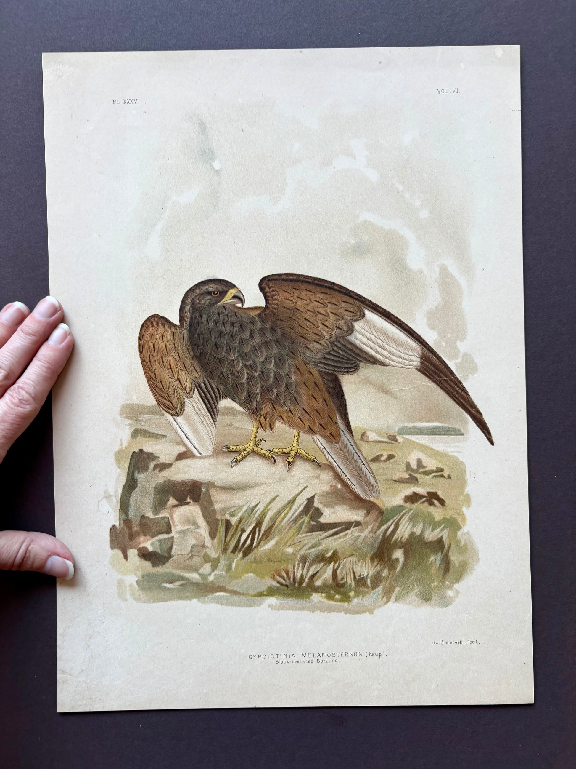 1891 Antique lithographic print, Gracius Broinowski, Bird of Prey, Australian birds, unframed art