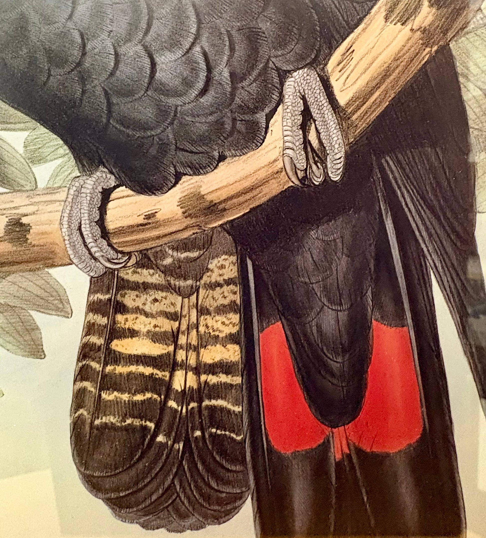1989 Authentic limited Edition Gould print, Black Cockatoo, vintage art