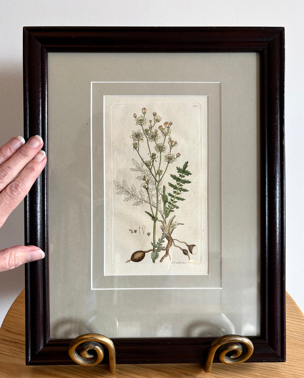 1795 Genuine antique botanical art engraving, hand painted, framed art, flower