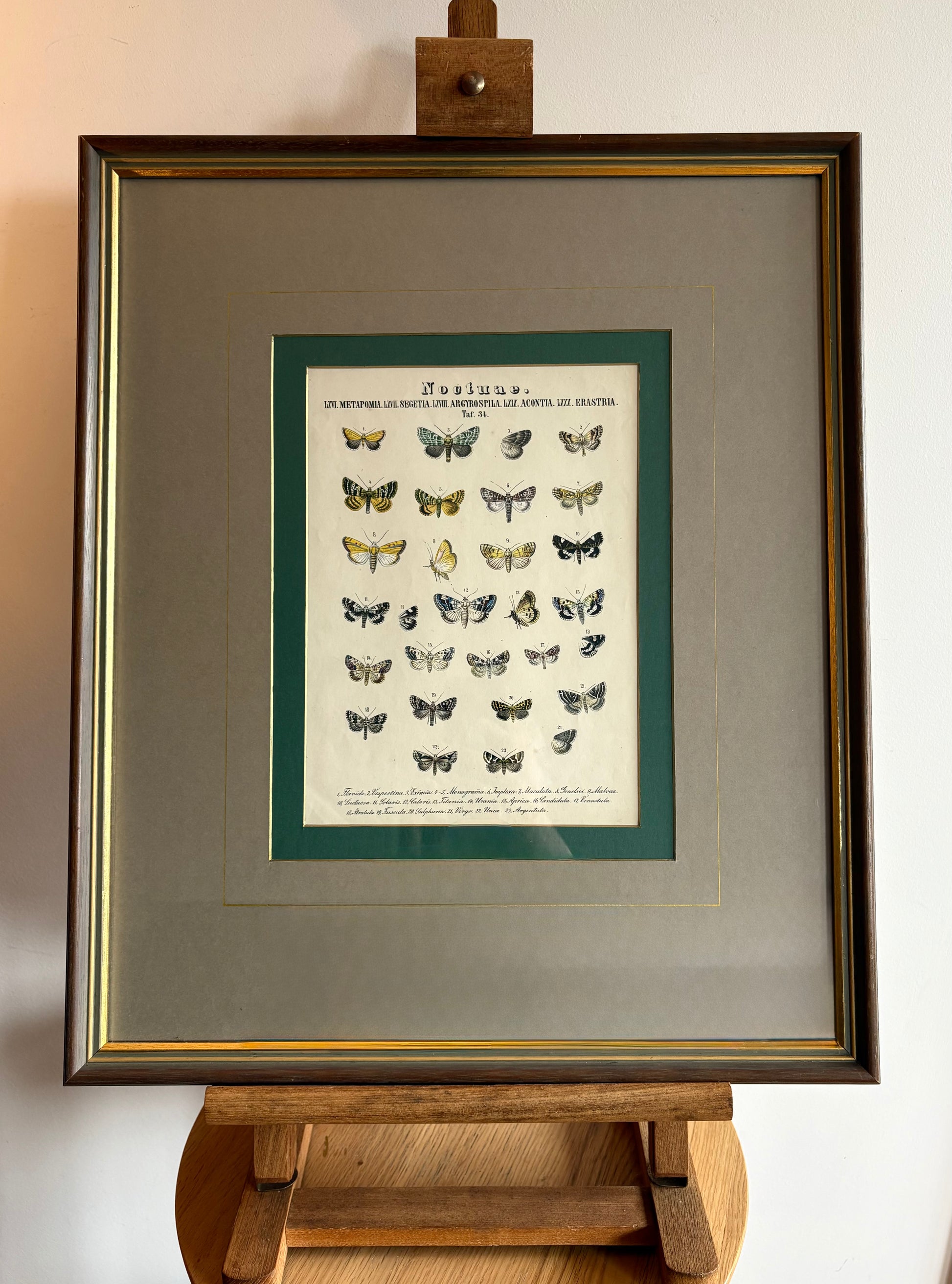 1860s Genuine antique, Moths, engraving, hand coloured, framed original vintage wall art