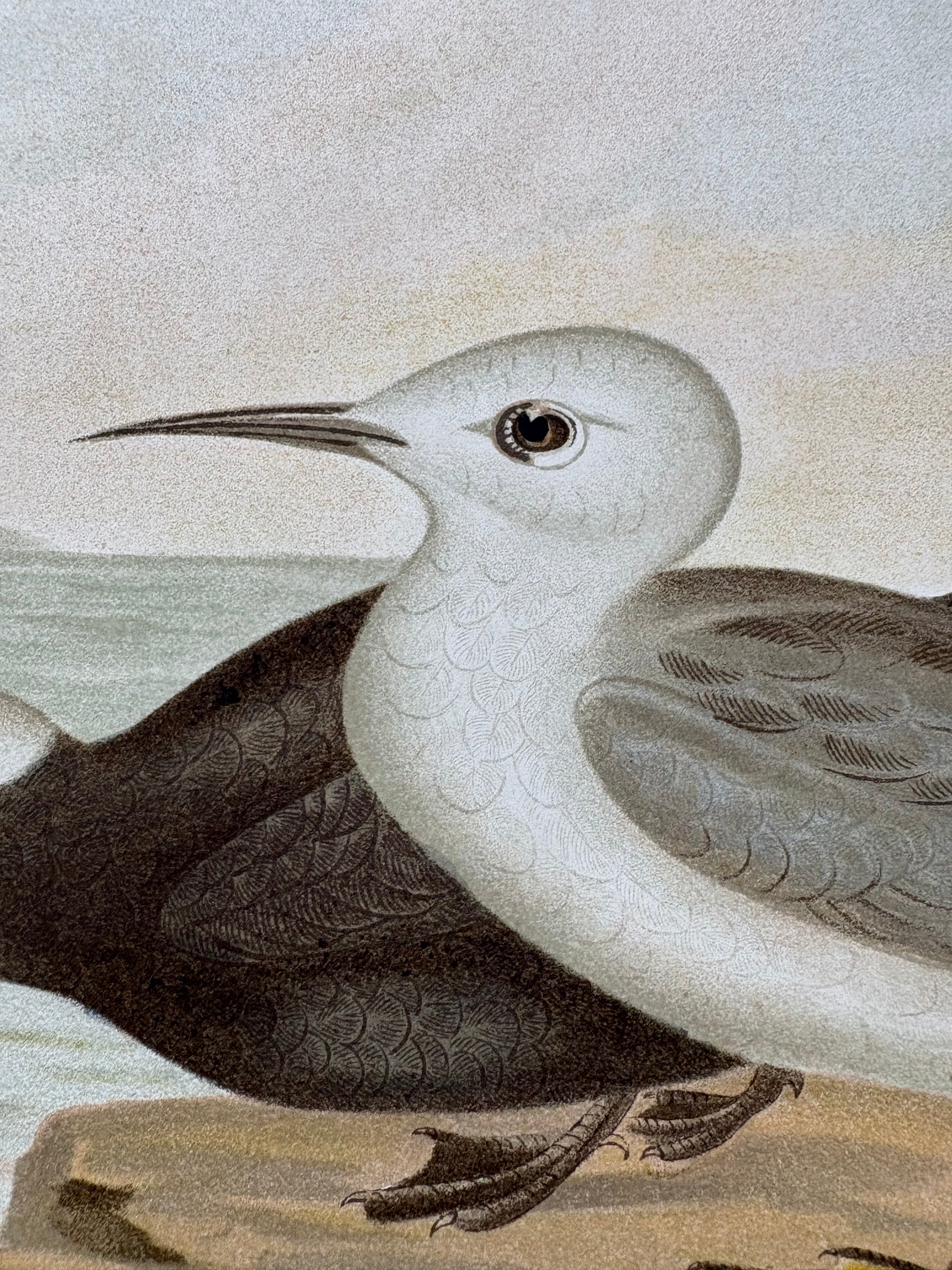 1891 Antique lithographic print, Gracius Broinowski, Seagull, Australian birds, unframed art