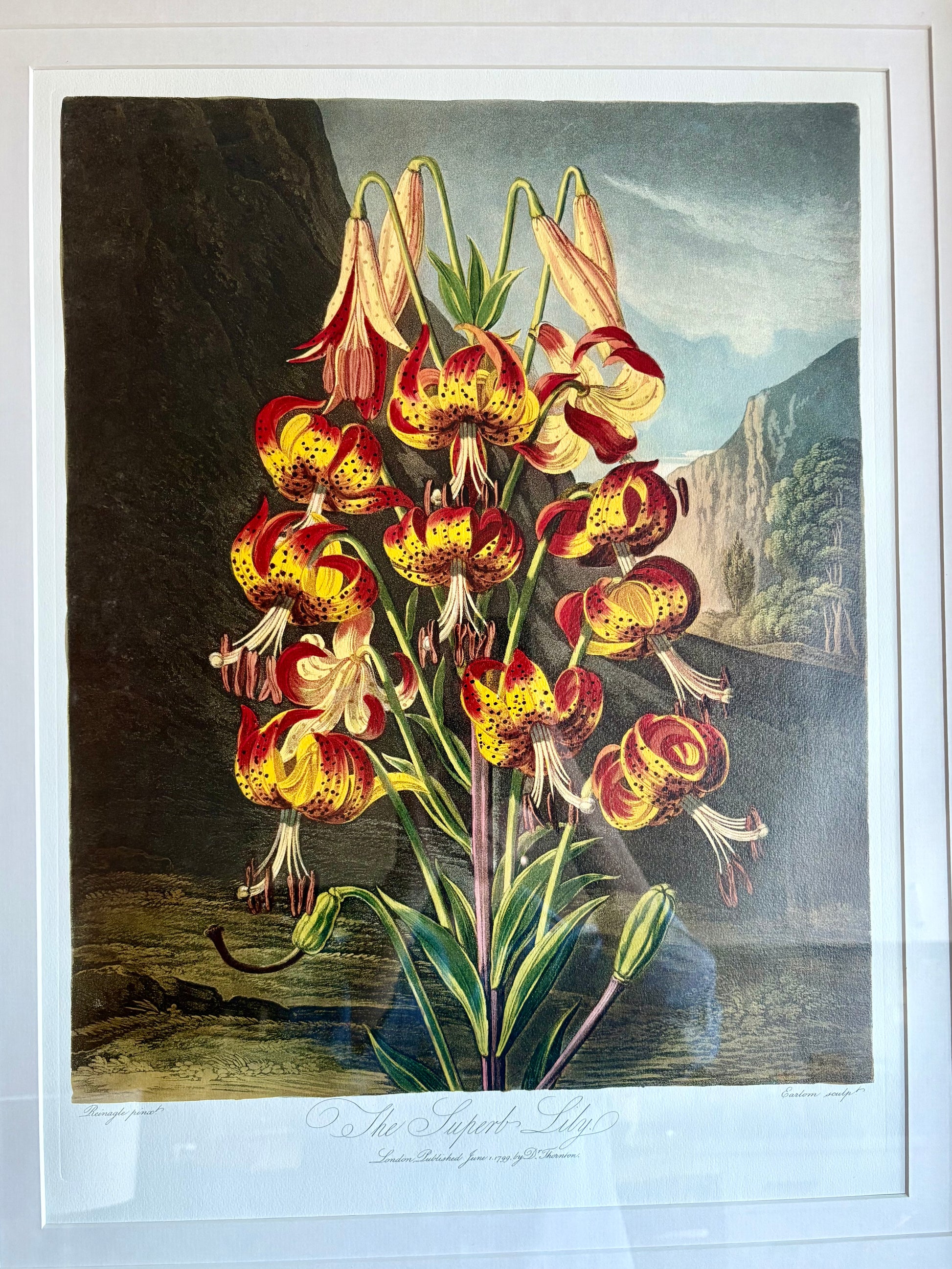 Framed large Lily print, Temple of Flora, Robert Thornton, quality framed art