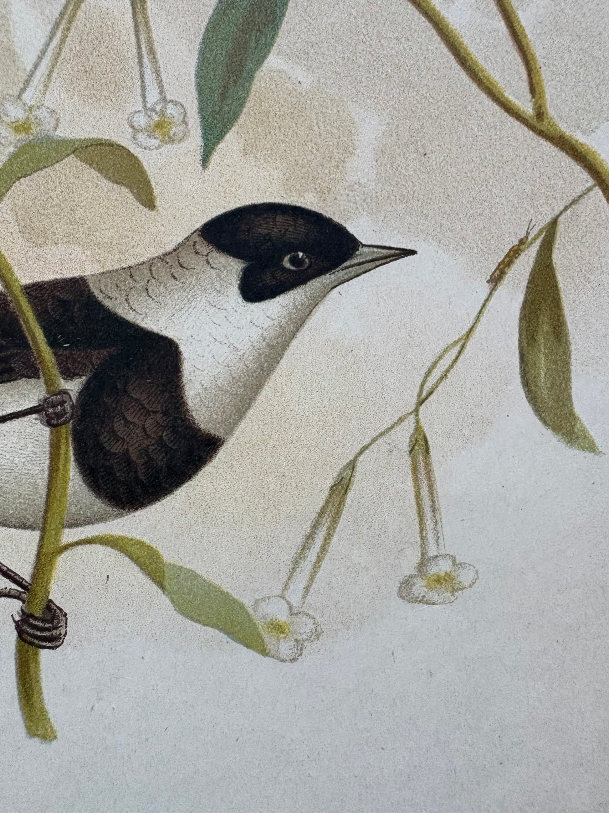 1891 Antique lithographic print, Gracius Broinowski, Honeyeater, Australian birds, unframed art
