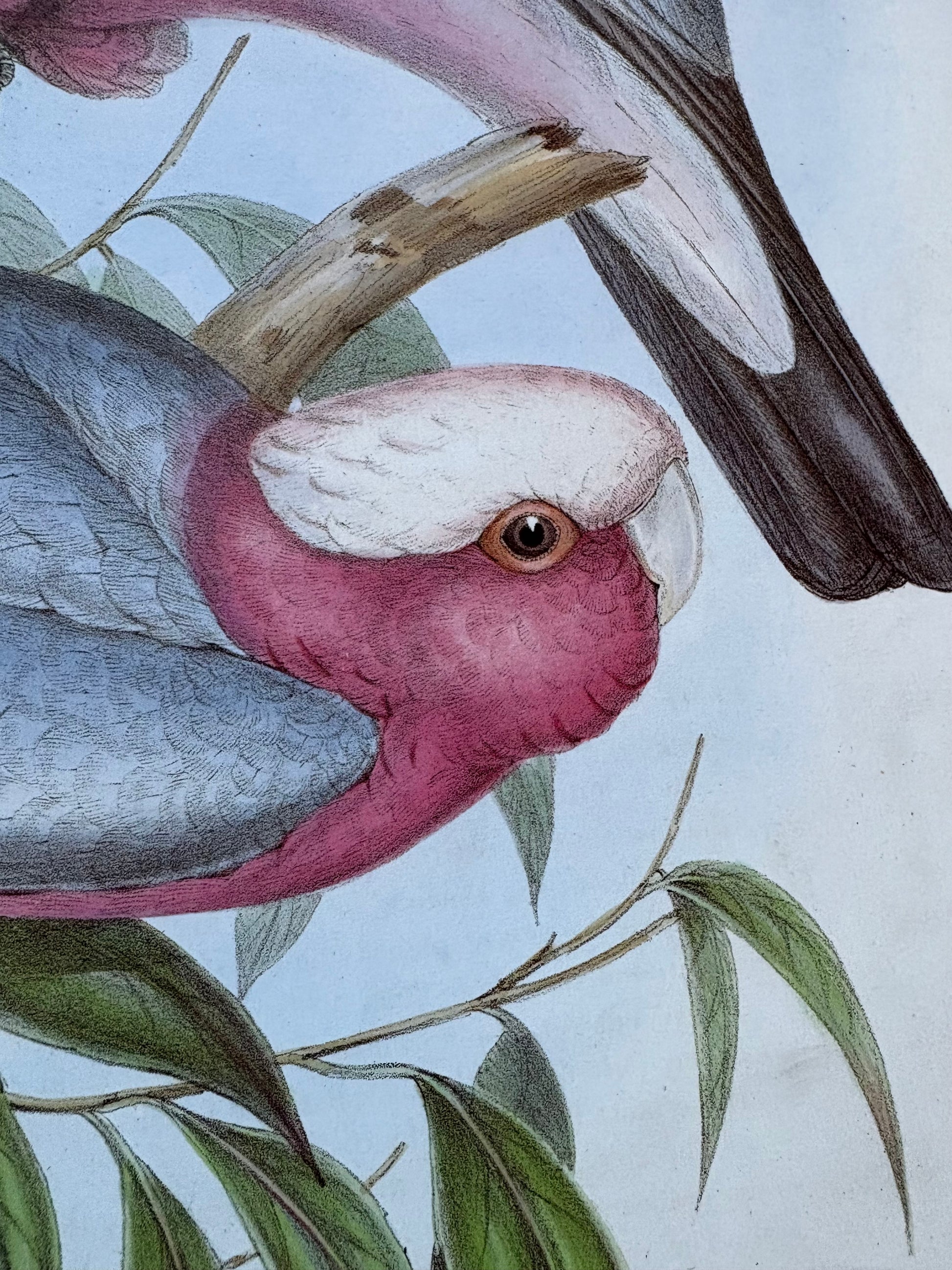 1989 Authentic limited Edition Gould print, Pink Cockatoo, vintage art