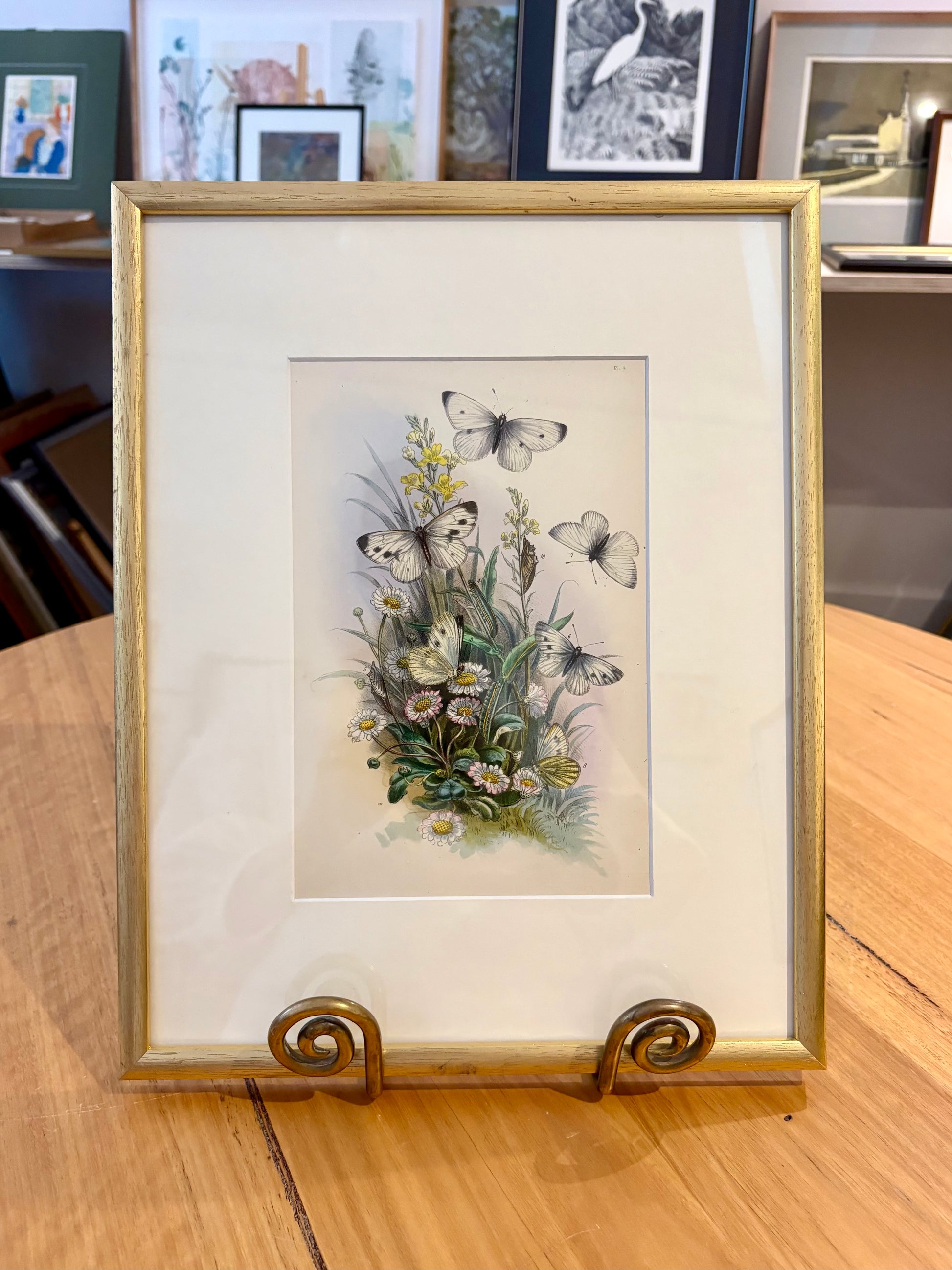 1859 Genuine antique butterfly lithograph with hand colouring, flowers, vintage framed art