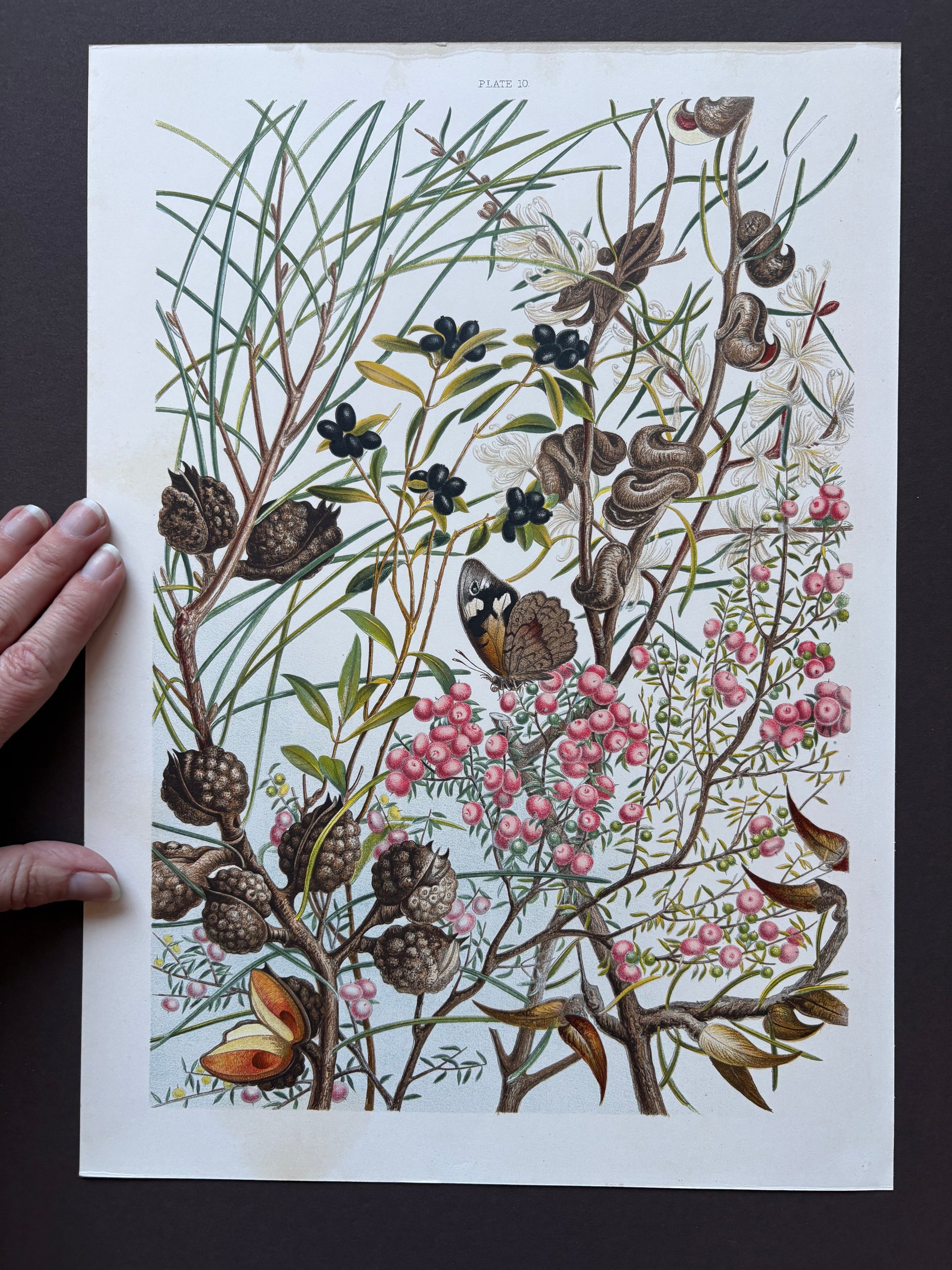 1891 Antique chromolithograph, Louisa A Meredith, Australian, botanical art, butterfly