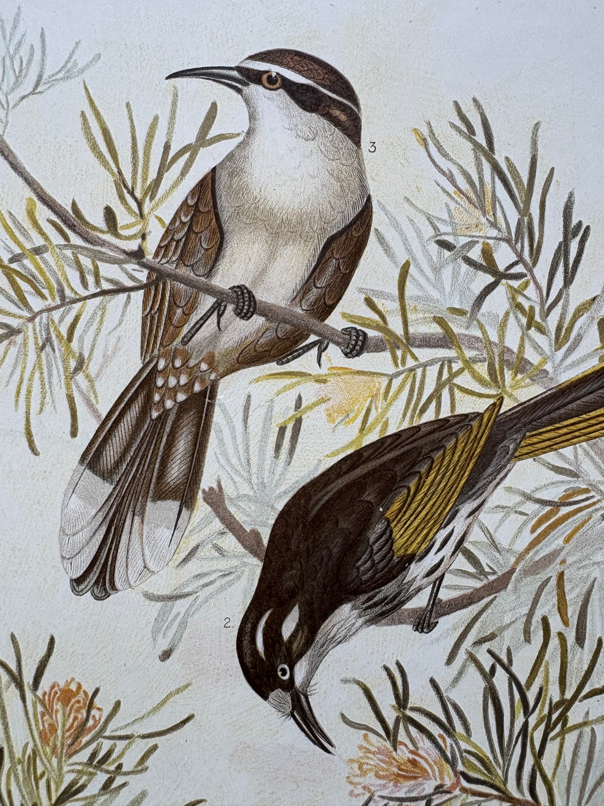 1891 Antique lithographic print, Gracius Broinowski, White-tailed Kingfisher, Australian birds, unframed art