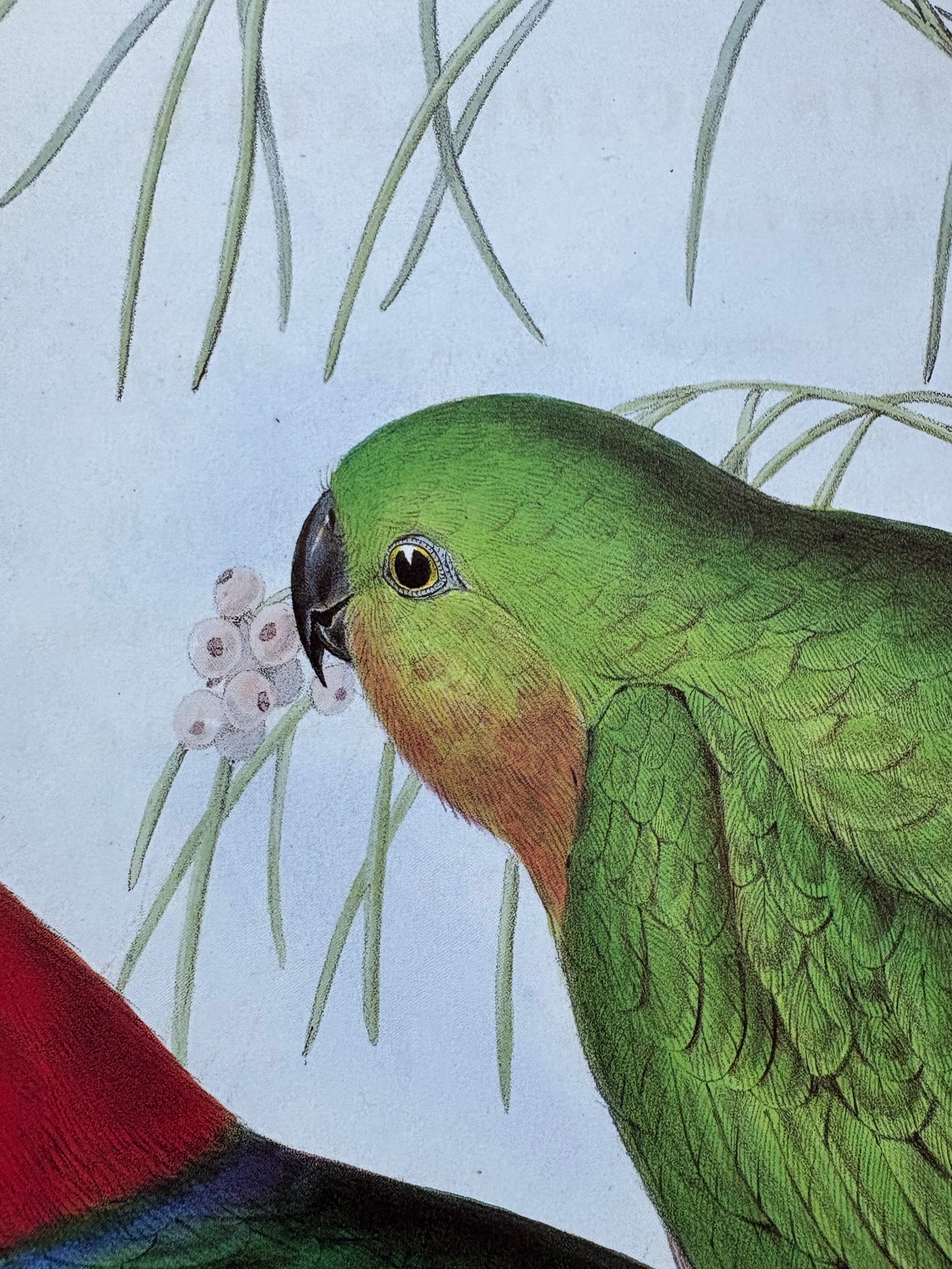 1989 Authentic limited Edition Gould print, Parrots, vintage art