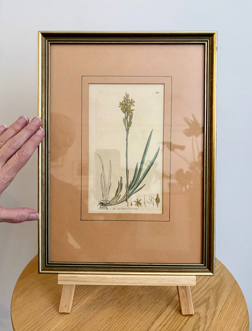 1799 antique botanical art engraving, hand painted, framed art, flower
