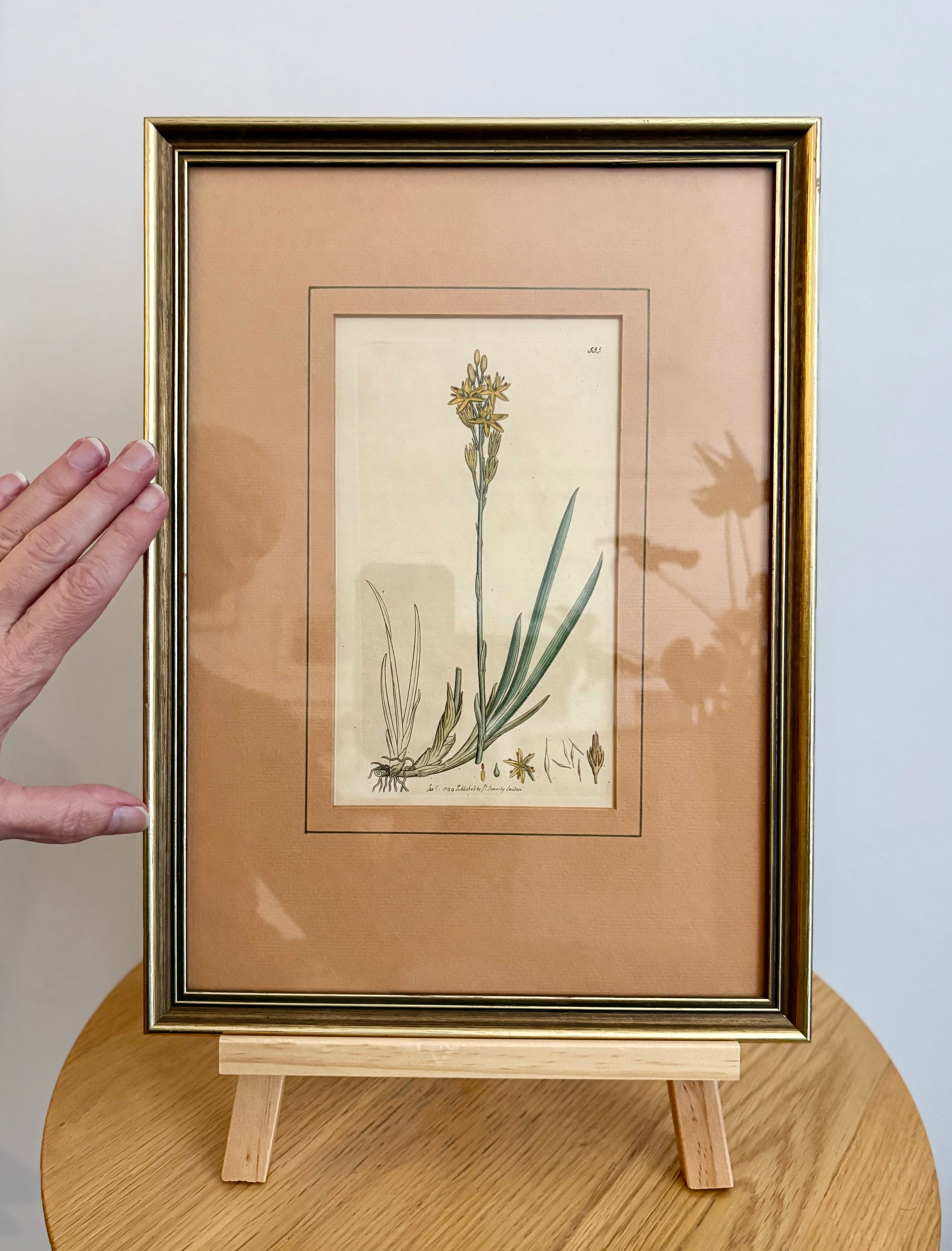 1799 antique botanical art engraving, hand painted, framed art, flower