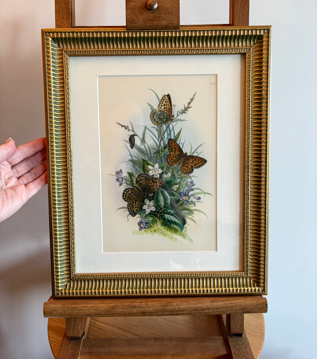 1840s Genuine antique butterfly lithograph with hand colouring, flowers, vintage framed art