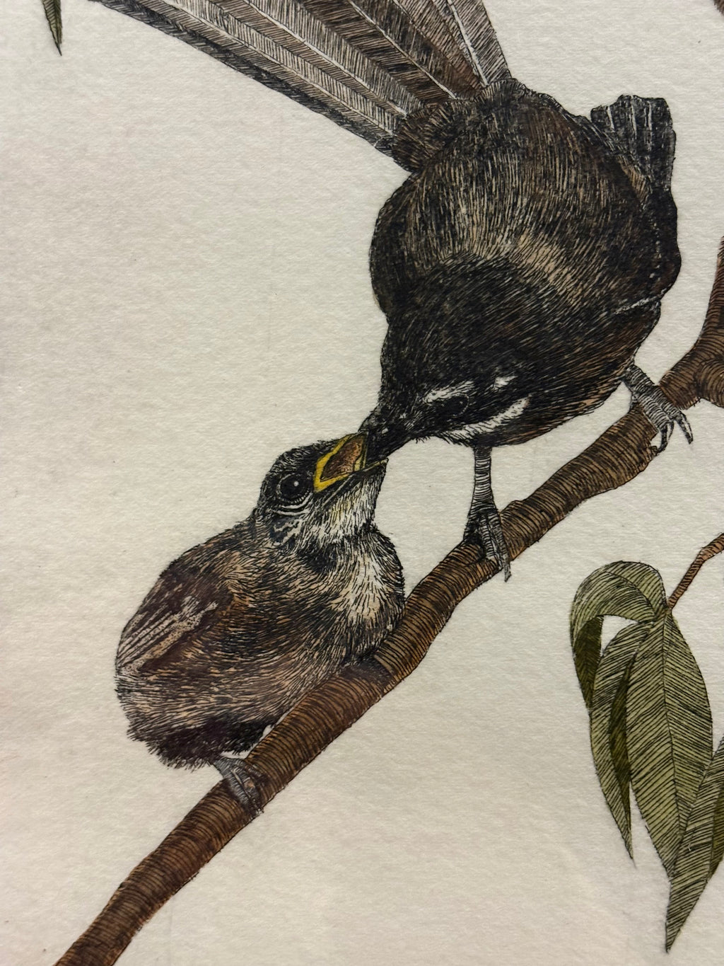 Original hand-coloured etching, Angus Fisher, Fantails, gilt framed art