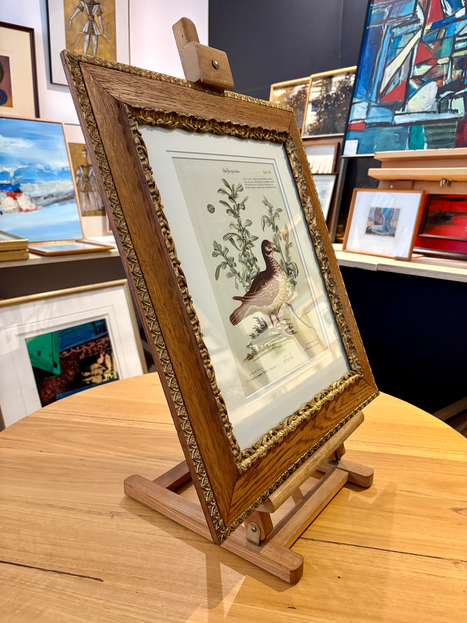 1760s Genuine antique, Bird, engraving, hand coloured, carved frame, original vintage art