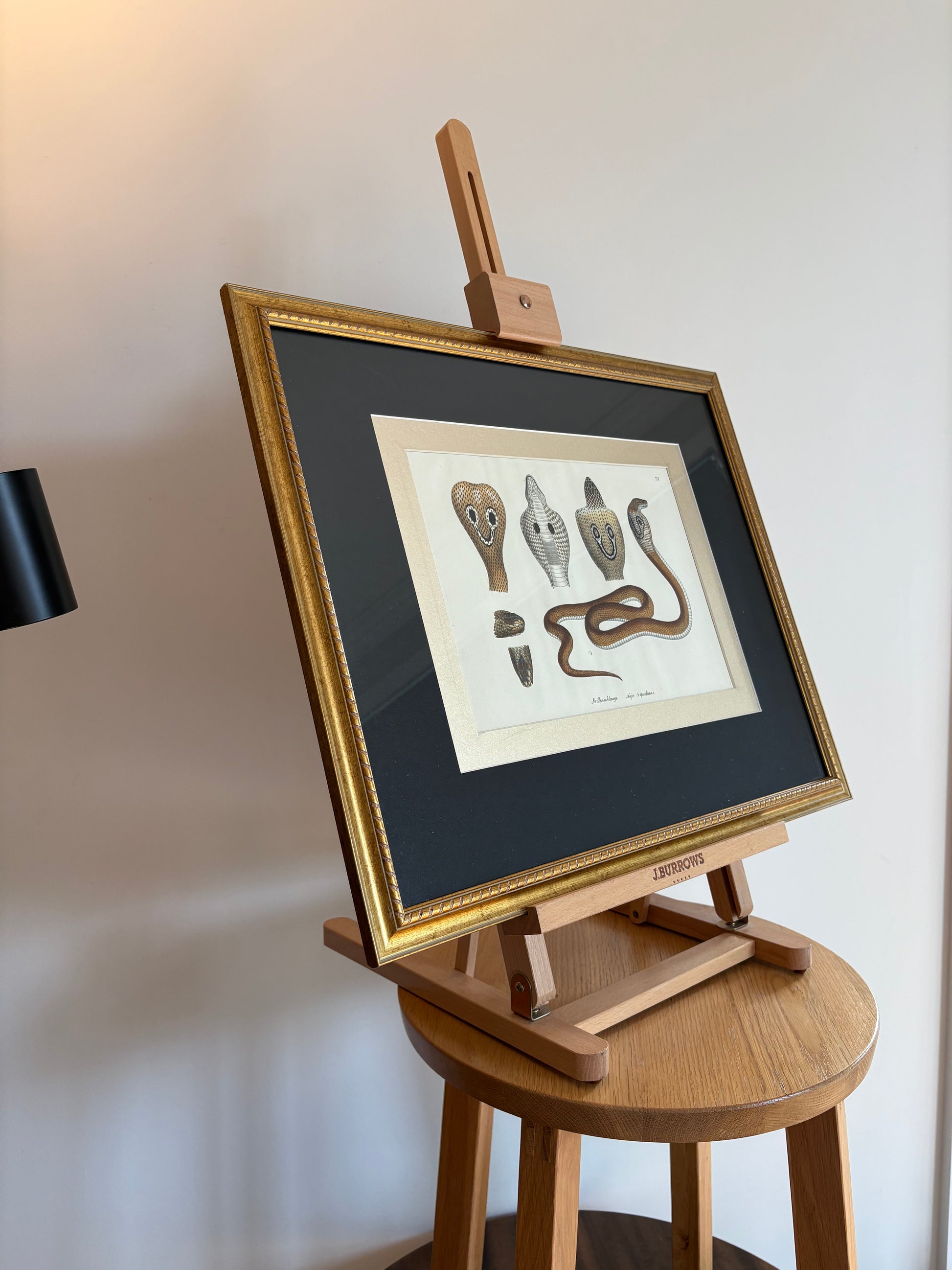 1820s original copperplate engraving, Cobra, snake, hand-coloured, antique framed art