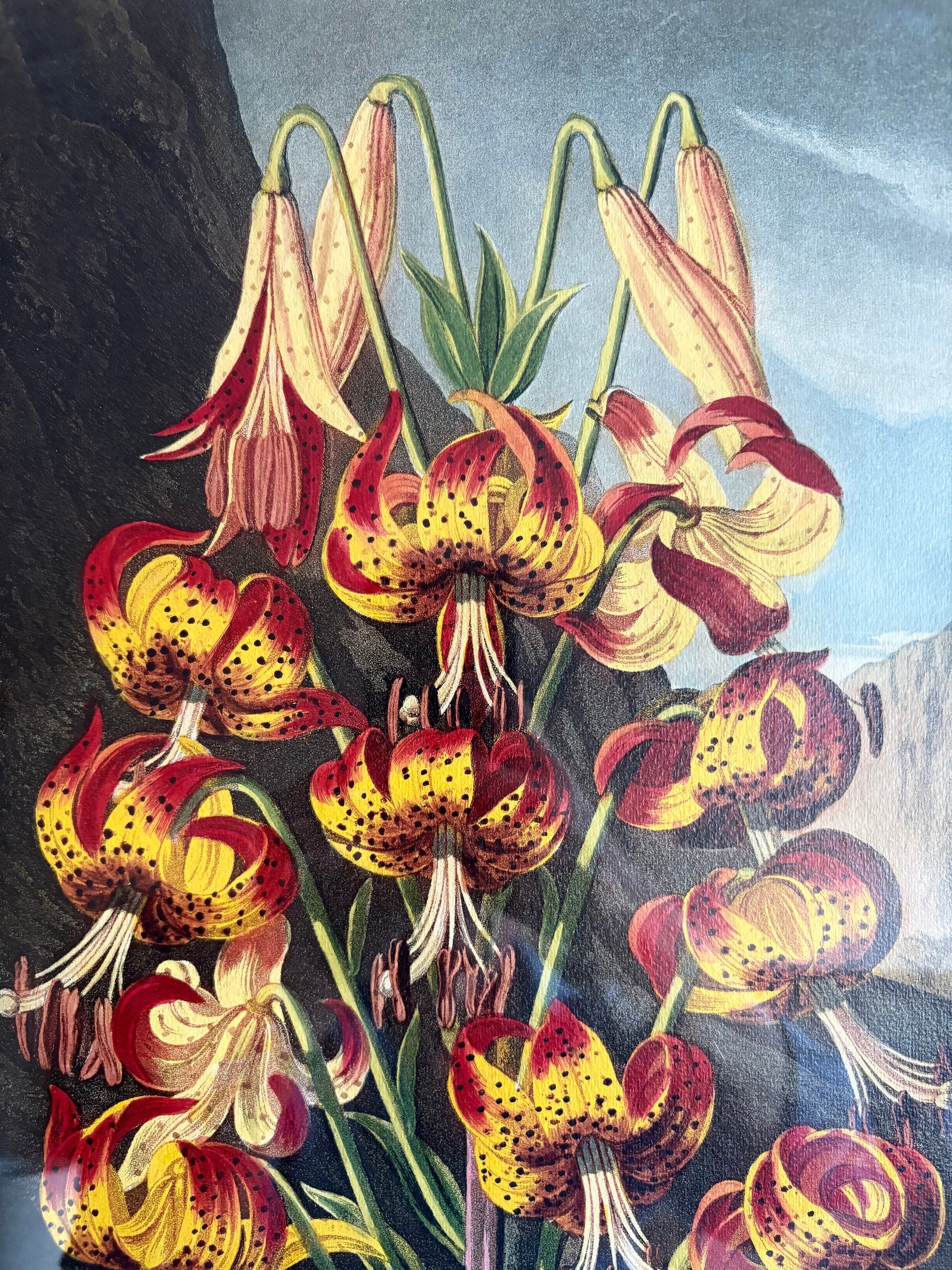 Framed large Lily print, Temple of Flora, Robert Thornton, quality framed art