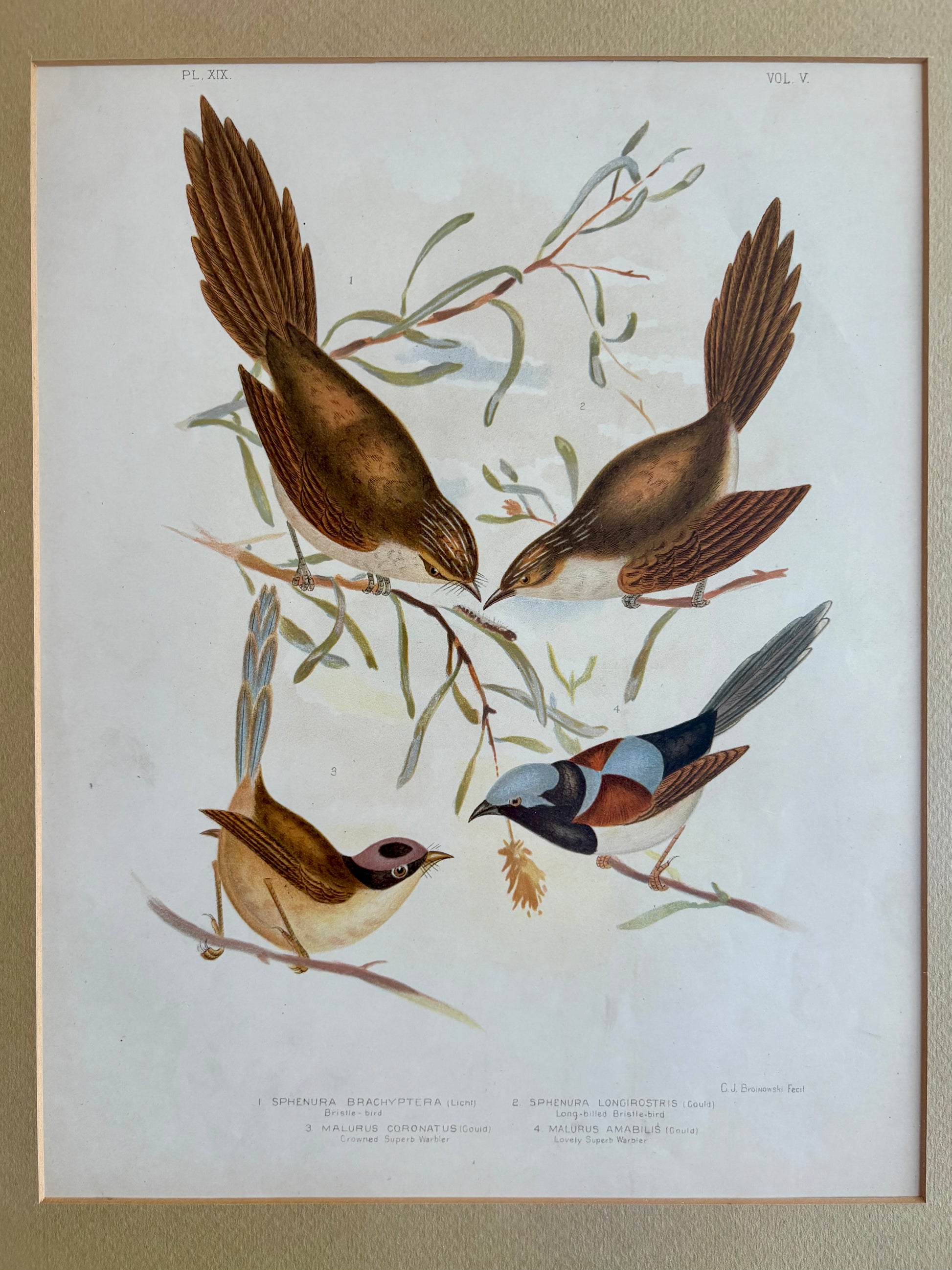 1891 Antique lithographic print, Gracius Broinowski, Warblers, Australian birds, framed art