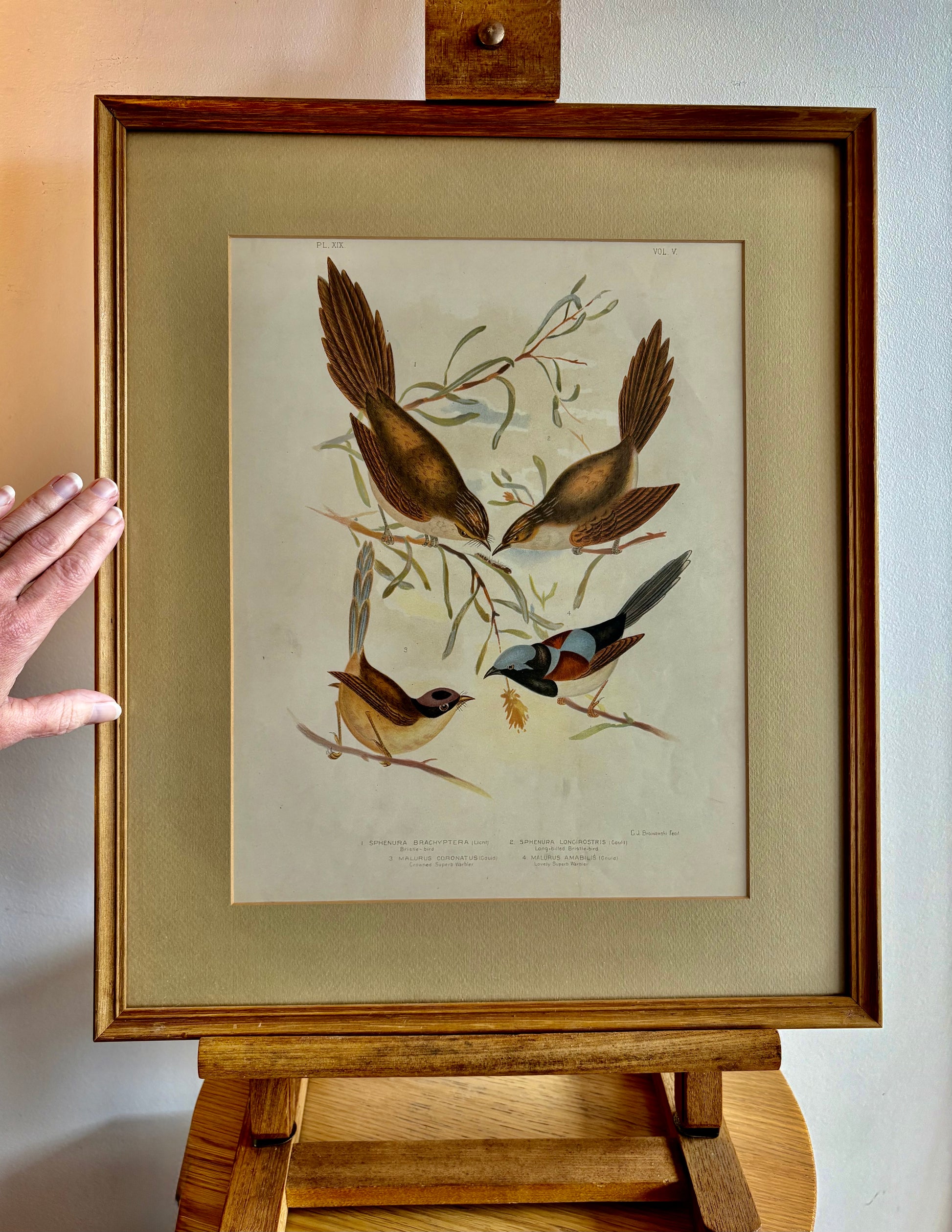 1891 Antique lithographic print, Gracius Broinowski, Warblers, Australian birds, framed art