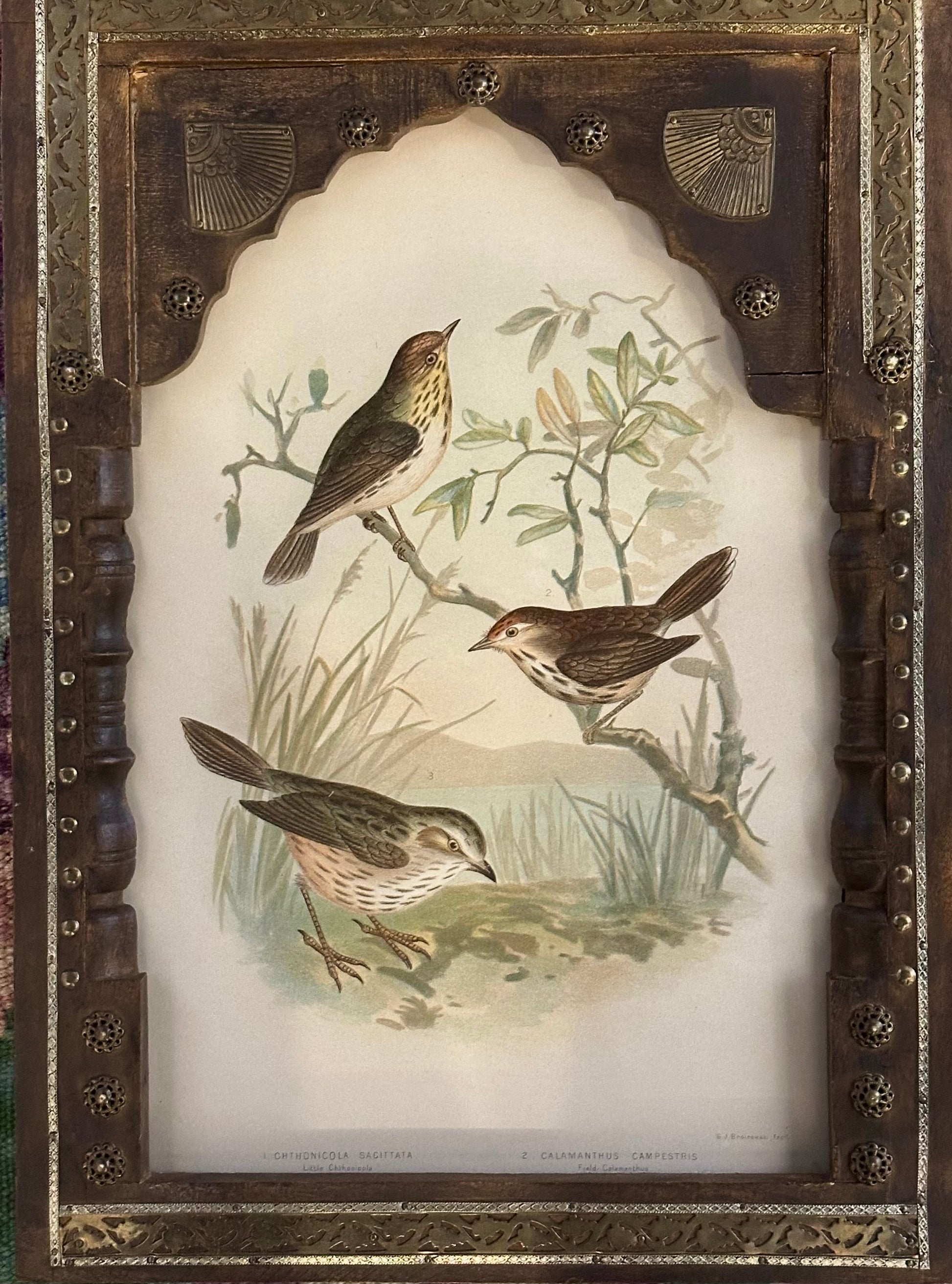 1891 Antique lithographic print, Gracius Broinowski,, Australian birds, framed art